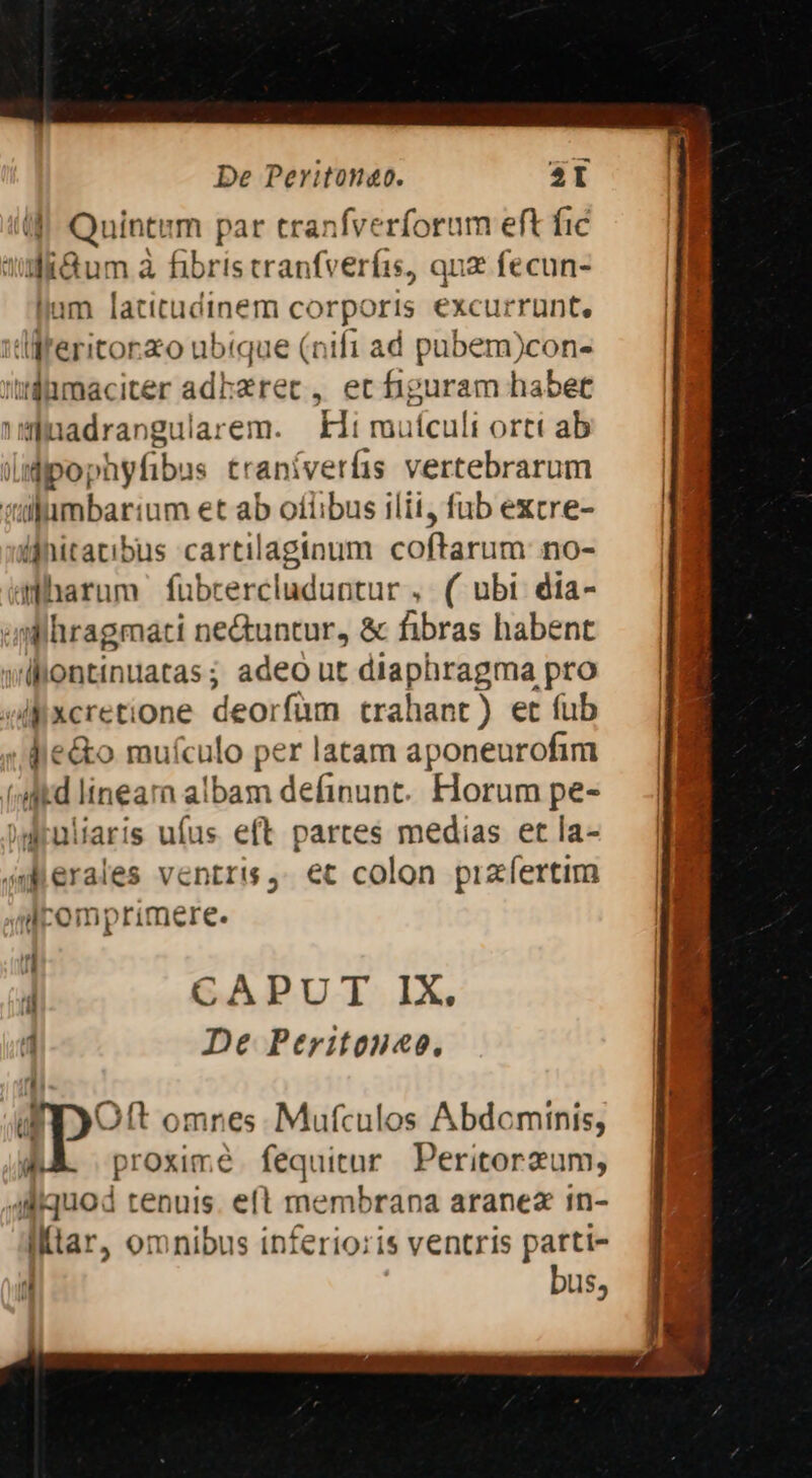 J| Quintem par tranfverforum eft fic qium à fibris tranfveríis, quz fecun- llam latitudinem corporis excurrunt, idferitorzo ubtque (nifi ad pubem)con- »$hmaciter adhaeret, ec higuram habet MÉnadrangularem. Hii muículi ortt ab jMipophyfibus traniverfis vertebrarum tülumbartium et ab otiibus ilit, fub excre- üfhitatibus cartilaginum coftarum no- aharum fuübrercluduntur , ( ubi dia- 4Mlhiragmati ne&amp;untur, &amp; fibras habent vühontiniatas; adeo ut diaphragma pro oll xcretione deorfum trahant ) et fub je&amp;o mufculo per latam aponeurofim («itd lineara albam definunt. Horum pe- ^sMruliaris ufus eft partes medias et la- 4d erales ventris, ec colon pizfertim daMomprimere. n d De Peritonae., Tpo* omnes Mufculos Abdominis,  proxime. fequitur Peritorzum, ,Jlquod tenuis. eft membrana aranez in- I (tar, omnibus inferioris ventris patti- ' bus,