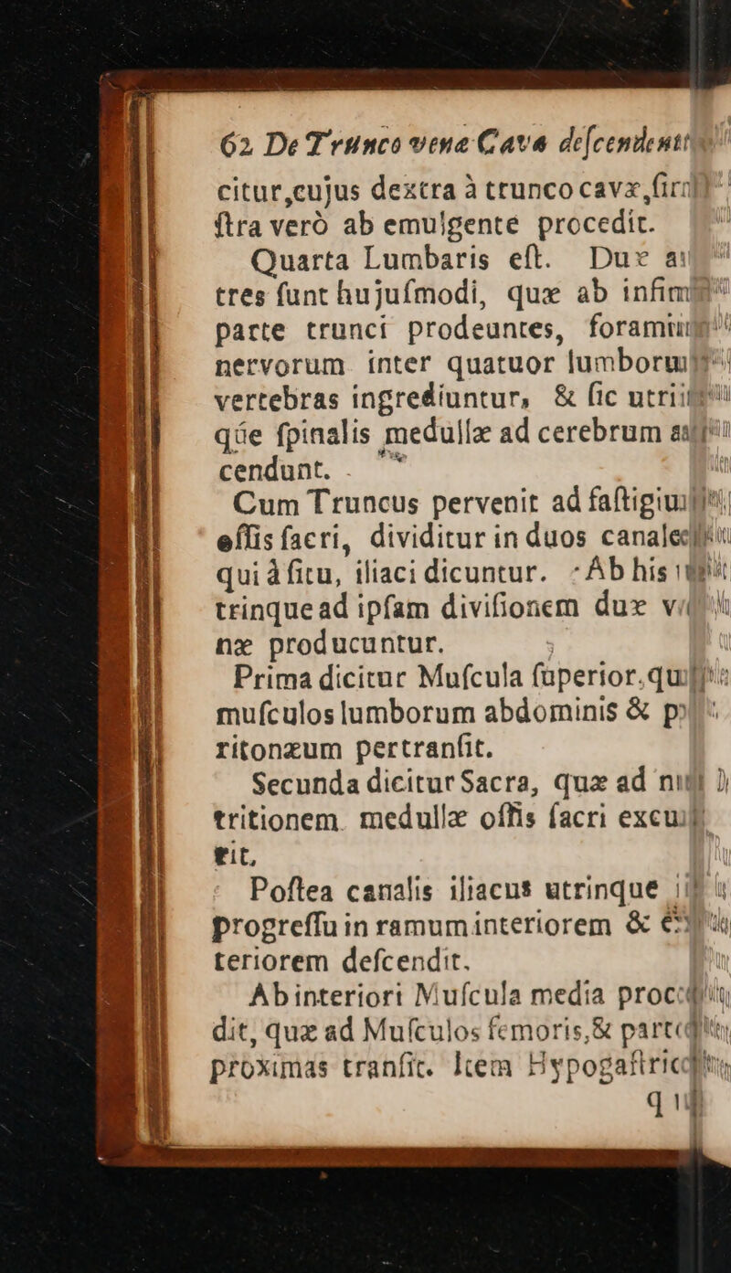 citur,cujus dextra à trunco cavx firi] ftra veró ab emulgente procedit. Quarta Lumbaris eft. Du» a: tres funt hujufmodi, qux ab infimi parte trunci prodeuntes, foramuuge nervorum. ínter quatuor lumbormp: vertebras ingrediuntur, &amp; fic nutrit qüáe fpinalis medullz ad cerebrum au cendunt. . ^ Cum Truncus pervenit ad faftigiuipii effis facri, dividitur in duos canale qui à fitu, iliaci dicuntur. : Ab his d$ trinque ad ipfam divifionem dux vi nx producuntur. | Prima dicitur Mufcula füpertor.quijt: mufculos lumborum abdominis &amp; p ritonzum pertranfit. Secunda diciturSacra, qux ad nii )) tritionem. medulla oíTis facri excu tit, | Poftea canalis iliacus utrinque i$ à progreffu in ramuminteriorem &amp; er teriorem defcendit. | Abinteriori Mufcula media procedi dit, qux ad Mufculos femoris, &amp; partc proximas tranfit. ltem Hypogafiricqits q Ó