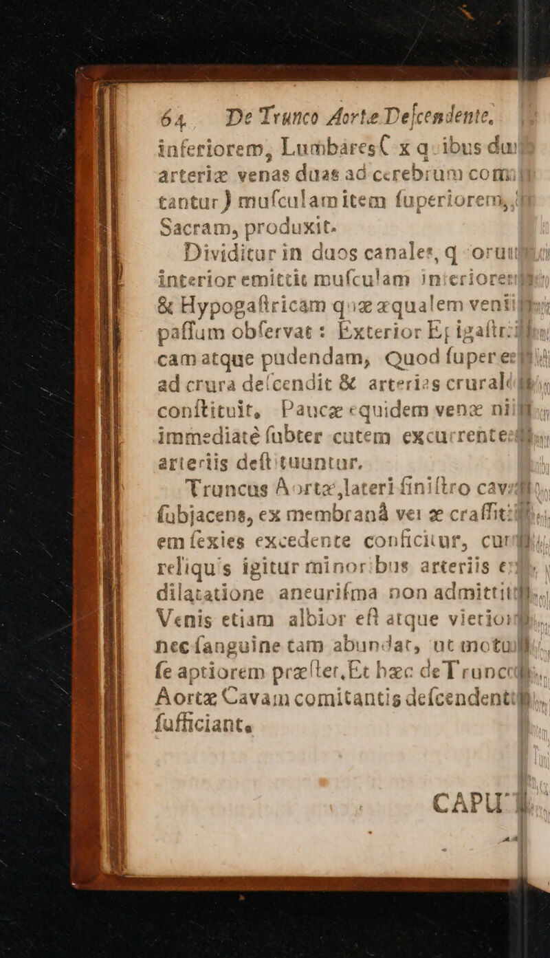 — VE 6 4. e Trunco Aorte De[cendente, inferiorem, LumbáresC x q ibus du arteriz venae eus ad ccrebiüm comi Q4 cram, pr oduxit. ;Bimiditur in duos canales, q oru! interior emittit mufculam n:eriore: &amp; Mypngét flricam quiz zqualem - paffum obfervat : Exterior I EU i2 cam atque s dendam, Quod mee e cdi crura delcendit &amp; arterizs crural Pa aucg equidem vena ni mia Aortz,l: ,€X liccat vel 2e cra em (cxies excedente Aires Cut nec fanguine cam abun dat, (e aptiorem practter, Et hzc deT runc Aortz Cavam comitantis defcendent fufficiant, 3