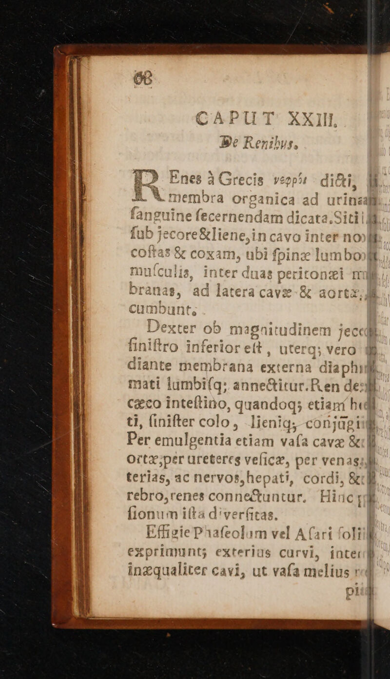 £7 * | .onm: WJJrEeCIiS n2 ^($29331 (c 7031 r7 T21 fd OT 2C4dnuicd aad urin O 4. : f  $á us iadnon ne ieCcCoernennianm (107023 3 wf B6) LII VRLLIIU EGLCIEIICIIUGIB dlcat 5»ILI m || 5 T7 5:1» |a 0n ,8, a » *   13i : 4 m^ £s * m, ?f ALS. -wVLUL e X1trene, awvyt t no » m mm -. T. t 01 8r COxam. nhi fnine ni nt |. &amp; CO3 . Ji DARII. IUUIDU LRL E : - ? 71 ; E Tr € 425 rinrif 0? t Y RASCELVLLIIlÓ £ititVA4 ULiido P LALOTDCI II 3 232173589 ard T daa 325 &amp;r az rf M GRAGDS Qui Aidivtid Cd V cv OS aUibx - mre *$ 20 ivi JCL( / ^f Vero membrana externa dia phi ur.Iken de oq5 etiani hi ti, (inifter colo, lienig, conjági Per emulgentia etiam vafa cava &amp; Ort ;per uretercs veficz, per venas, terias, ac nervos,hepati, cordi, &amp; e Lat. 22 et mm, d beh? pec (D Lr lem | ue -— e, feta 5 - rebro,renes conne&amp;tuntur, Hic: ) ES í fionum itta UM ag Effizie Phafeolo m ve tarf oH exprimunt; exteriüs curvi, di. raliter cavi, ut vafa melius dm