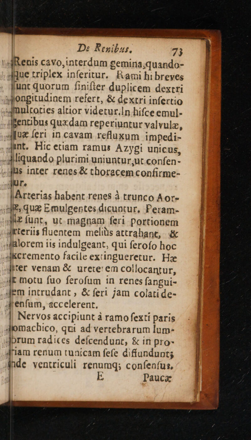 | enis cavo, interdum gemina;quando- Jque triplex inferitur. Rami hibreves [unt quorum finifter duplicem dextri dplongitudinem refert, &amp; dextri infertio :jJpfmultoties altior videtur.In hifce emul- ilfentibus quxdam reperiuntur valvulz, Aue eri in cavam refluxum impedi- Junt. Hic etiam ramus Azyegi unicus, Mliquando plurimi uniuntur;ut confen- ifs inter renes &amp; thoracem confirme- jur. f Arterias habent renes à trunco Aor- «tff qua Emulgentes dicuntur, Peram- ME funt, ut. magnam feri portionem Jiteriis fluentem. meliüis attrahane, alorem iis indulgeant, qui ferofo hoc ,A&amp;cremento facile extingueretur. Hae iter venam &amp; urere: em collocantur, IK motu fuo ferofum in renes fangui- dem intrudant ; &amp; feri jam colatide- qenfum, accelerent. || Nervos accipiunt à ramo fexti paris Jomachico, qui ad vertebrarum lum- |brum radices defcendunt, &amp; ín pro- Jriam renum tunicam fefe diffíundunts &amp;hde ventriculi renumq; confenfus, E Pauca | i