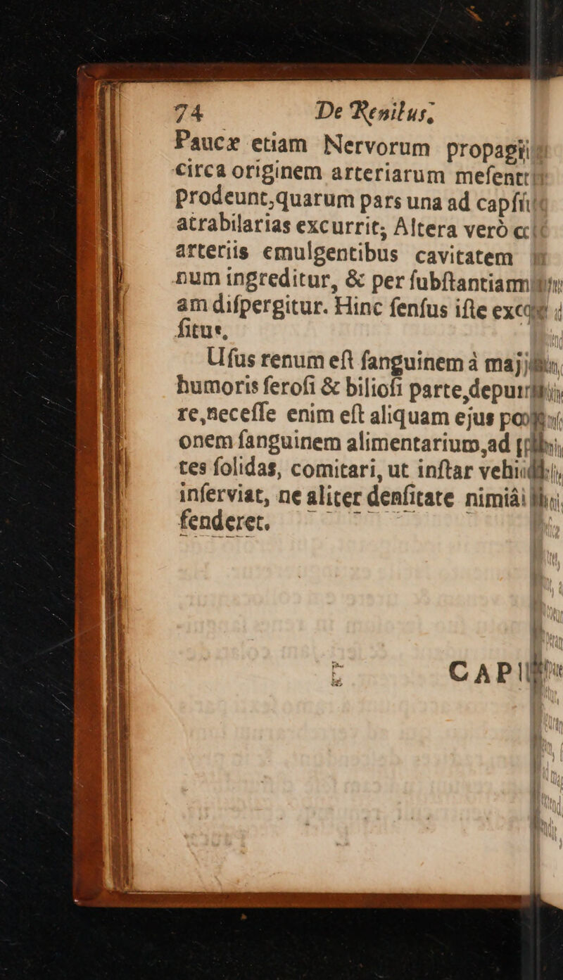 Paucr etiam. Nervorum propapti circa originem arteriarum mefentt! Prodeunt,quarum pars una ad capfii atrabilarias excurrit; Altera veró cci arteriis emulgentibus cavitatem num ingreditur, &amp; per fubftantia am difpergitur. Hinc fenfus ifte excay ; fitu, Ufus renum eft fanguinem à maj lu. humoris ferofi &amp; bilioft parte, deputidli; re,Beceffe enim eít aliquam ejus pools onem fanguinem alimentariurm,ad (ilh; tes folidas, comitari, ut inftar vehisdli, inferviat, ne aliter denfitate nimiái lh; fenderet.