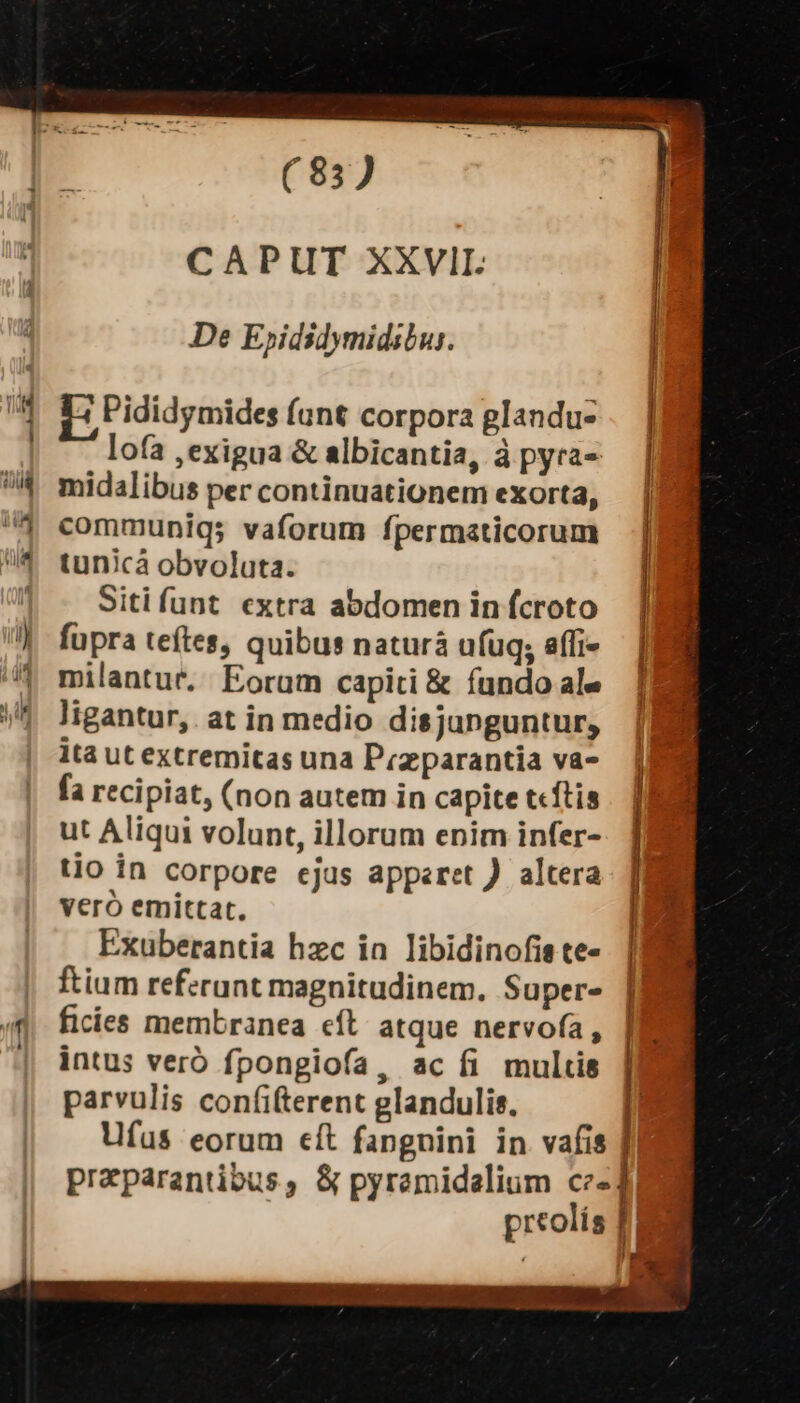 Mw De Epididymidibur. Pididymides fant corpora glandu- lofa ,exigua &amp; albicantia, à pyra midalibus per continuationem exorta, communiqs vaforum fpermaticorum tunicà obvoluta. Siti funt extra abdomen in fcroto fupra teítes, quibus naturà ufuq; affi» milantut. Eorum capiti &amp; fundo ale ligantur,. at in medio disjunguntur, ita ut extremitas una Przparantia va- fa recipiat, (non autem in capite t«ftis ut Aliqui volunt, illorum enim infer- tio in corpore ejus apperet ). altera vero emittat, Exuberantia hzc ia libidinofis te- ftium referant magnitudinem. Super- ficies membranea cft. atque nervofa, intus veró fpongiofa, ac fi multis parvulis confifterent glandulis. preparantibus, S pyremidalium cz« preolís Opt co Jai REM ii a [ Y P |