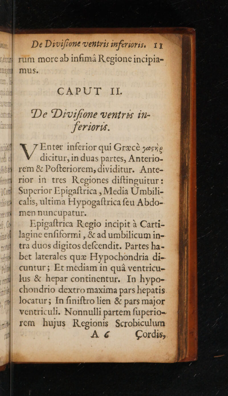 mus. GCAPUT.II De Drvifiene ventris in- ferioris. 7 Enter inferior qui Grzcé 5esrie dicitur, in duas partes, Anterio- rem &amp; Pobtésiotem dividitur. Ante- rior in tres Regiones diftinguitur: Superior Epigaftrica , Media Umbili- calis, ultima Hypogafltrica feu Abdo- rÍ- nunc upatur. Epigaftrica Regio incipit à Carti- lagine enfiformi , &amp;ad umbilicum in- tra duos digitos deliendit: Partes ha- bet laterales quz Hypochondria di- cuntur; Et mediam in quá ventricu- jus &amp; hepar continentur. In hypo- chondrio dextro maxima pars hepatis locatur; In finiftro lien &amp; pars major ventriculi. Nonnulli partem fuperio- rem hujus Regions Scrobiculum A 6 Cordis,