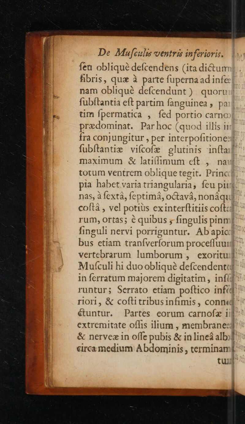 feu oblique defcendens (ita dictum fibris, qux à parte fupernaad infe:] nam obliqué defcendunt) quoru:j fubítantia eft partim fanguinea, pai]. tim fpermatica , fed portio carno» predominat. Parhoc (quod illis ii fra conjungitur , per interpofitione:! fubftantie vifcofe glutinis iníta maximum &amp; lati(himum eft ,. nal totum ventrem oblique tegit. Princ] pia habet varia triangularia, feu pij nas, à fextà, feptima, octavá, nonáqu] coftà , vel potius ex interftitiis coft:: rum, ortas; é quibus ; fingulis pinn finguli nervi porriguntur. Abapic] ' bus etiam tranfverforum proceffuu: vertebrarum lumborum , exoritu Mufculi hi duoobliqué defcendentc in ferratum majorem digitatim , infíg * runtur; Serrato etiam poftico infi ' riori, &amp; cofti tribusinfimis, conn« extremitate offis ilium , membrane: &amp; nervez in offe pubis &amp; in lineá alb — —— À — — — — — o tup —