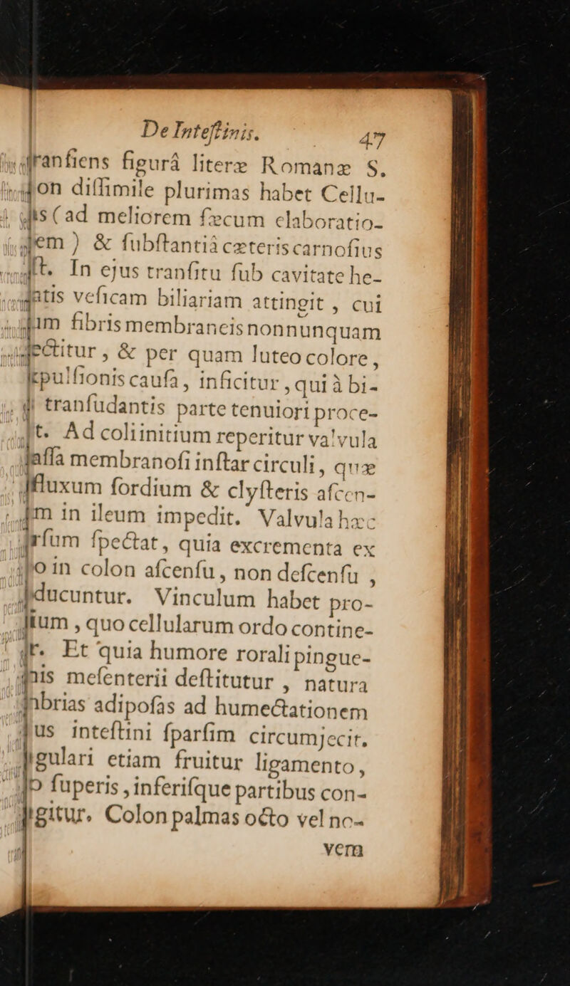 afranfiens figurá litere Romanz S, Aon diffimile plurimas habet Cellu- Jis (ad meliorem £ecum claboratio- Jem ) & fubftantià ceteriscarnofius [t. In ejus tranfitu fub cavitate he- jntis veficam biliariam attingit , cui Jum fibris membraneis nonnunquam Mecitur, & per quam luteo colore , Itpulfionis caufa, inficitur, qui à bi- tranfudantis parte tenuiori proce- ft. Ad coliinitium reperitur va!vula Jaffa membranofi inftar circuli, qua dMfluxum fordium & clyfteris afccn- Im In ileum impedit. Valvulahac Irfum fpe&at, quia excrementa ex fo in colon afcenfu , non defcenfu : Jiducuntur. Vinculum habet pro- lium , quo cellularum ordo contine- dr. Et quia humore roralipingue- fnis mefenterii deftitutur , natura lnbrias adipofas ad humectationem [us inteftini fparfim. circumjecir. heulari etiam fruitur ligamento, - JD fuperis , inferifque partibus con- Igitur. Colon palmas octo vel no- : vem