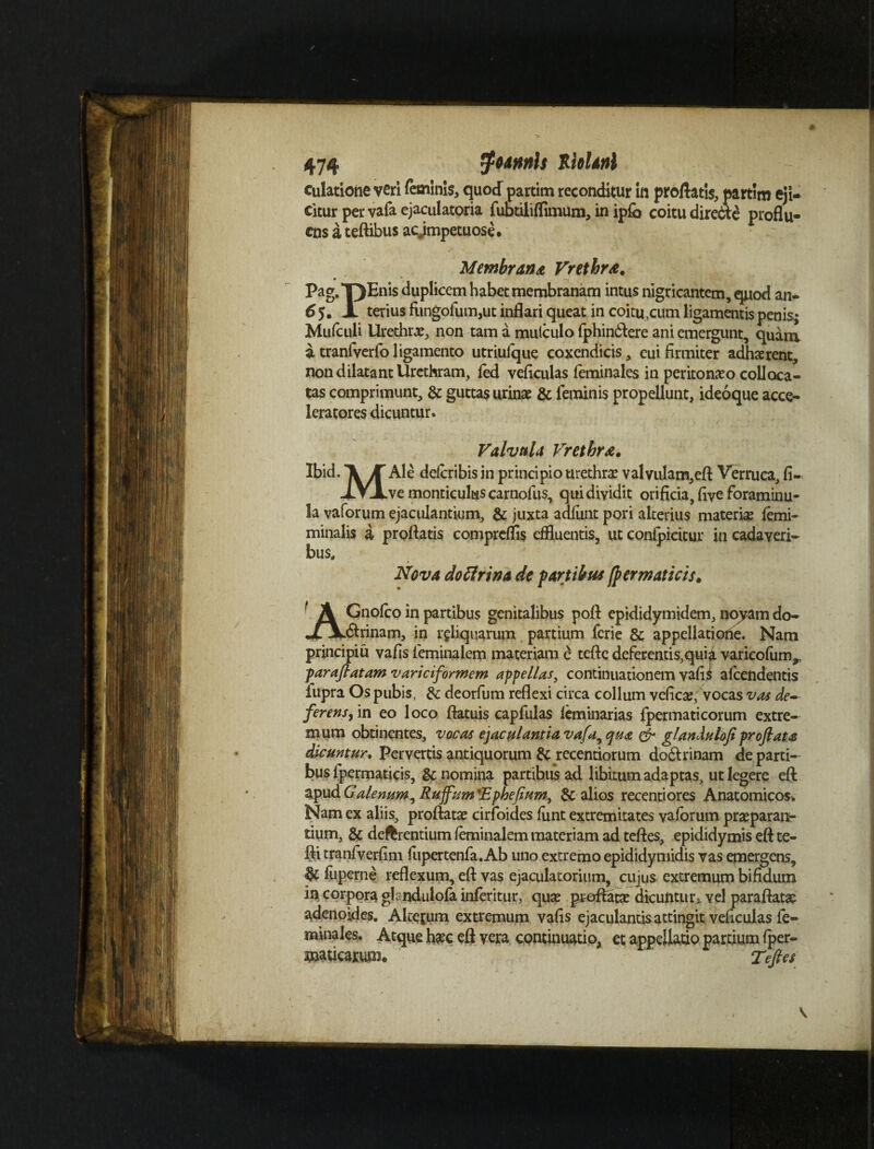 dilatione veri feminis, quo J partim recondimur in proflatis, partim eji¬ citur per vafa ejaculatoria fubtiliffimum, in ip& coitu direbte proflu¬ ens a teftibus acjmpetuose. Membrana Vrethra. •> ^ Pag.TjEnis duplicem habet membranam intus nigricantem, quod an- 6 5. X terius fungofum,ut inflari queat in coitu,cum ligamentis penis; Mufculi Urethrae, non tam a mulculo fphin&ere ani emergunt, quam a tranfverfo ligamento utriufque coxendicis, eui firmiter adhaerent, non dilatant Urethram, fed veficulas feminales in peritonaeo colloca¬ tas comprimunt, & guttas urinae & feminis propellunt, ideoque acce- leratores dicuntur. Valvula Vretbra. Ibid. /T Ale deferibis in principio urethrae valvulam,eft Verruca, fi- -iVJLve monticultis carnofus, qui dividit orificia, five foraminu- la vaforum ejaculantium, & juxta adfunt pori alterius materiae femi- minalis a proflatis compreflis effluentis, ut confpicitur in cadaveri¬ bus, Nova dottrina de fartibus jfermaticis. ' A Gnolco in partibus genitalibus pofl epididymidem, noyam do- ./juftrinam, in reliquarum partium ferie & appellatione. Nam principiu vafis feminalem materiam e tefle deferentis,qui^ varicofum,, paraftatam variciformem appellas, continuationem vafU afeendentis lupra Os pubis, & deorfum reflexi circa collum vefica?, vocas vas de¬ ferens , in eo loco flatuis capfulas leminarias lpermaticorum extre¬ mum obtinentes, vocas ejaculantia vafa^ qua & glandulofi proflata dicuntur. Pervertis antiquorum &recentiorum do&rinam de parti¬ bus fpermaticis, & nomina partibus ad libitum adaptas, ut legere eft apud Galenum, Rufum 'Ephefium, & alios recenti ores Anatomicos* Nam ex aliis, proflatae cirfoid.es firnt extremitates vaforum praeparan¬ tium, & deferentium feminalem materiam ad teftes, epididymis eft te- fti tranfverfim fupertenfa. Ab uno extremo epididymidis vas emergens, fuperne reflexum, eft vas ejaculatorium, cujus extremum bifidum in corpora ghndulofa inferitur, qux proflatae dicuntur* vel paraftatae adenoides. Alterum extremum vafis ejaculantis attingit veficulas fe¬ minales. Atque haec eft vera continuatio, et appellatio partium fper- TOticarum. Teftes \