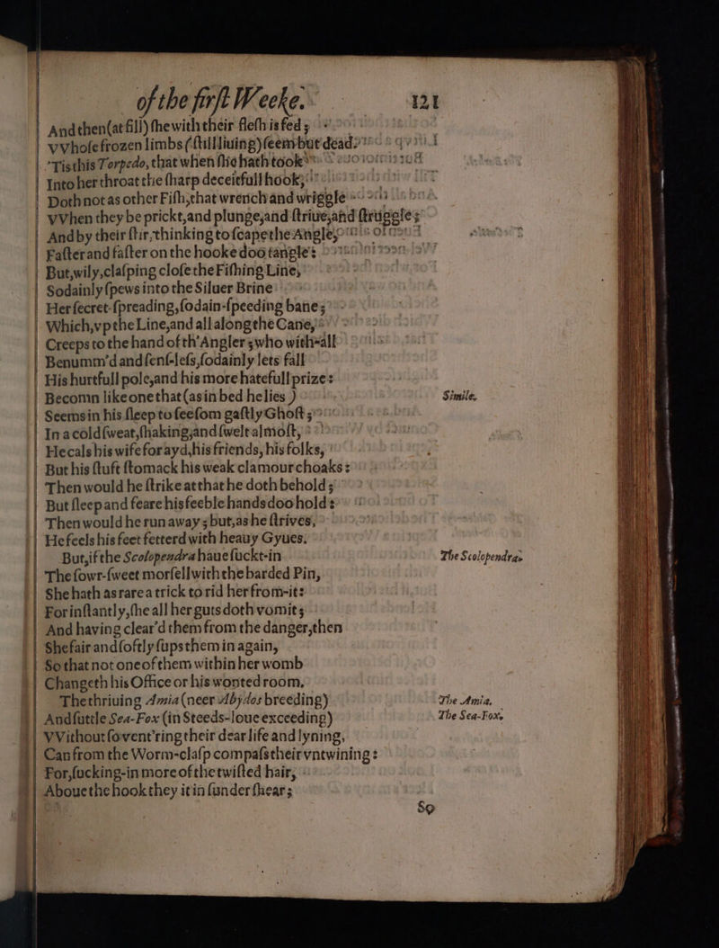 ——— a SS a | | of the firft Weeke. ‘Tisthis Torpedo, that when fic hath took*” Into her throat thie (harp deceitfull hook;'’ - Fafterand falter onthe hookedoo tangles © > Sodainly (pews into the Siluer Brine’ Her fecret-(preading,fodain-{peeding bane; Benumm’d andfenf-lefs fodainly lets fall His hurtfull pole,and his more hatefull prizes Seemsin his fleep to feefom gaftly Ghoft 5° Inacold{weat,fhakingjand{welta]moft, ** Hecals his wife forayd,his friends, his folks, ' But his {tuft {tomack his weak clamourchoaks : Then would he trike atthathe doth behold; But fleep and feare hisfeeblehandsdoohold : Then would he run away ;but,ashe flrives, He feels his feet fetterd with heauy Gyues. But, ifthe Scolopeadrahauefuckt-in The fowr-{weet morfellwith the barded Pin, She hath asrarea trick torid herfrom-it: Forinflantly,(he all her gutsdoth vomit; Shefair and(oftly fupsthem in again, Thethriving 4mia(neer 4b;4os breeding) VVithoutfovent’ring their dearlife and lyning, For,fucking-in more ofthe twifted hair, - Simile, The Scolopendras The Amia. The Sea-Fox.