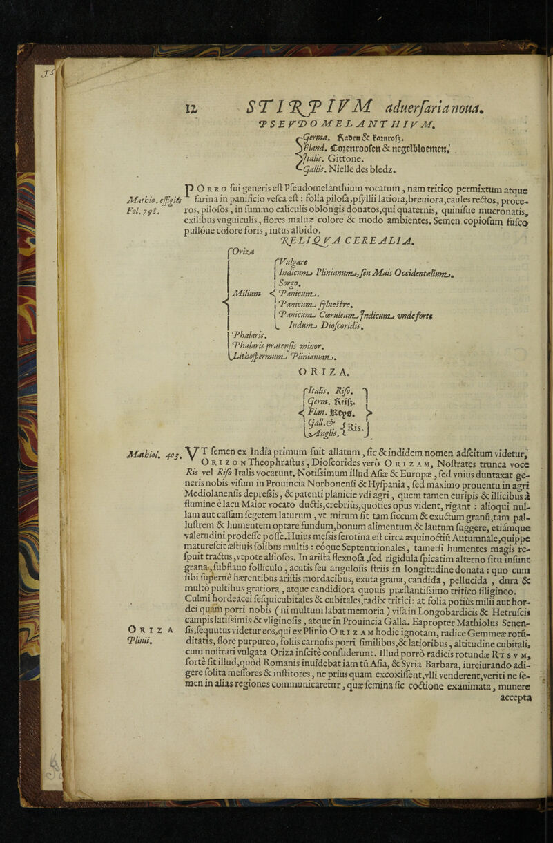 i’ol. Alathiol, 40^, O R I z A II STl%9IVM aduerfaria nom» •^SEr‘DO MELANT Hly M. '(jcrma, ^iabeti & fojnrofj* )f/W. Cozetiroofcn&ncgdljlocmcti, . iftalis. Gittone. '(fallis, Nielle des bicdz» p O R K o fui generis eft Pfeudomelanthium vocatum, nam tritico permixtum atque ^ farina in paniHcio vefca eft; folia pilora,pfyllii latiorajbreuiora,caules redos, proce¬ ros, pilofos, in fummo caliculis oblongis donatos,qui quaternis, quimTue mucronatis exilibus vngLiiculis, flores malua: colore dc modo ambientes. Semen copiofum fufeo puiloue colore foris, intus albido. %ELIQJ^A CEREALIA, 'OrizA ^Vulgare - - j Indicmru Rlinianurru,fm Mais Occidentalinnu, { Sorffo, 'i Milium Eanicurru, ^Emitiim-) JylueBre, ‘Tanicurru CcemkumAfndicHrru vndefortt Indum-» Diofeoridis, halor Is, 'Thalaris pratenjis minor, ^Lithojpermum-» T^iinianuntj. O R I 2 A. ^Italis, Rijo. j (jcrm, cj Flan. > \qall.& fp. '1 *y^T femen ex India primum fuit allatum, fle & indidem nomen adfeitum videtur^ O RI z o N Theophraftus, Diofeorides vero O r i z a m, Noftrates trunca voce Risy^X Rifo Italis vocarunt, Notifsimum illud Afi^ & Europa, fcd vnius duntaxat ge¬ neris nobis vifuin in Prouincia Norboncnfi & Hyfpania, fed maximo prouentu in agri Mcdiolanenfis deprefsis, «Sc patenti planicie vdi agri, quem tamen euripis & illicibus a flumine e lacu Maior vocato dudis,crebrius,quoties opus vident, rigant : alioqui nul¬ lam aut caflam fegetem laturum, vt mirum fit tam ficcum & exudum granu,tam pal- luftrem & humentem optare fundum,bonum alimentum dc lautum fuggere, etiamque valetudini prqdefle pofle.Huius mefsisferotina efl; circa sequinoftiu Autumnale,quippe maturefeit^ftiuisfolibusmultis: eoqueSeptentrionales, tametfi humentes magis re- fpuit tradius,vtpotc alfiofos. In arifta flexuola ,{ed rigidula Ijiicatim alterno fitu infiint grana, fubflauo folliculo, acutis feu angulofis ftriis in longitudine donata: quo cum fibi fup’erne h^rentibus ariftis mordacibus, exuta grana, candida, pellucida , dura dc multo pultibus gratiora, atque candidiora quouis prseftantifsimo tritico filigineo. Culmi hordeacei lefquicubitales Bc cubitales,radix tritici: at folia potius milii aut hor¬ dei quam porri nobis ( ni multum labat memoria ) vifain Longobardicis dc Hetrufeii campis latilsimis dc vliginofis, atque in Prouincia Galla, Eapropter Mathiolus Senert- fis/equutus videtur eos,qui cx Plinio O r i z a m hodie ignotam, radice Gemmeae rotu- ditatis, flore purpureo, foliis carnofis porri fimilibus,dc latioribus, altitudine cubitali» cum noftrati vulgata Oriza infeite confuderunt. Illud porro radicis rotunda Ri s v m, forte fit illud,quod Romanis inuidebat iam tu Afia, dc Syria Barbara, iureiurando adi¬ gere folita melTores dc inftitores, ne prius quam excoxiflent,vlli venderent,veriti ne le- -'i men in alias regiones communicaretur, quis iemina fic co(!^one exanimata, munere accepta
