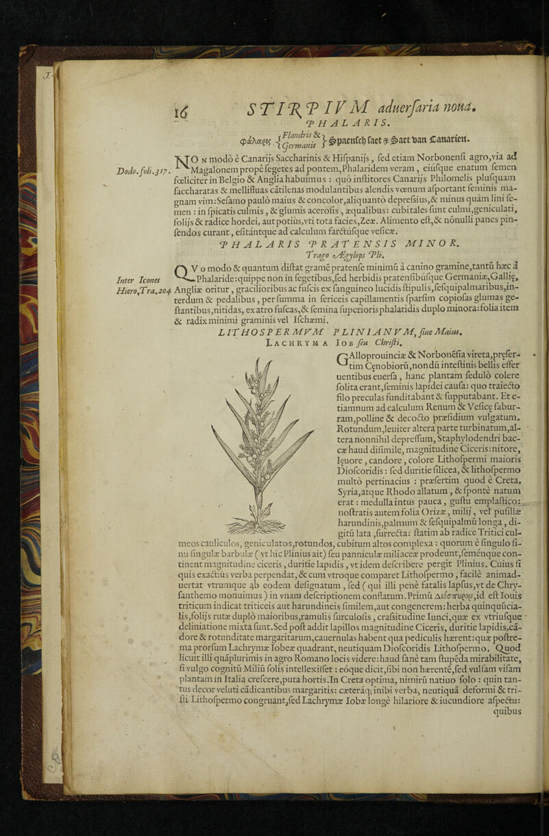 ‘P H u4. L R IS t } ^pacnCcl) fact # ^att Pan ffanarien. D0do.foli.3i7. Inter Icones XJO N modo e Canarijs Saccharinis & Hifpanijs, fed etiam Norboncnfi agro,via ad ■^^Magalonem prope fegetes ad pontem, Phalaridem veram, eiufque enatum femen fceliciter in Belgio ScAnglia habuimus : quo inftitores Canari/s’ Philomelis plufquain faccharatas & mellifluas catilenas modulantibus alendis voenum afportant feminis ma¬ gnam vim:Scfamo paulo maius & concolor,aliquanto deprefsius,& minus quam lini fe¬ men : in fpicatis culmis, & glumis acerofis, squalibus: cubitales funt culmi,geniculati, folijs & radice hordei, aut potius,vti tota facies,Zes. Alimento efl:,& nonulli panes pin- fendos curant, efitantque ad calculum farftiifque vefics. PHALARIS T R AT E N S I S MINOR. Trago zyEgylops TU. ^ V o modo & quantum diftat gramepratenfe minimu a canino gramine,tantulisc a .. '^'4»^Phalaride:quippe non in fegetibus,fed herbidis pratcnfibiifque Germanis,Gallif, HierofTra.zof Anglis oritur, gracilioribus ac fufcis exfanguineo lucidis fl:ipulis,fefquipalmaribus,in- terdum& pedalibus,perfumma in fericeiscapillamentisfparfim copiofasglumasge- ftantibus,nitidas, ex atro fufcas,& femina fup eri oris phalaridis duplo minora:folia item & radix minimi graminis vel Ifchsmi. LIT HOSV ERMVM T LIN l AN V M^fmeMam. Lachryma lOB feii Chrifii. ^Alloprouincis & Norbonefia vireta,pr?fer- •> '^tim Cfnobioru,nondu inteftinis bellis efter uentibus euerfa, hanc plantam fedulb colere folita erant,feminis lapidei caufa: quo traiedo filo preculas funditabant & fupputabant. Et e- tiamnum ad calculum Renum & Vefic^ fabur- ram,polline 5c decoflo prsfidium vulgatum. Rotundum,leuiter altera parte turbinatum,al- • tera nonnihil deprelfum. Staphylodendri bac- cshaud difimile, magnitudine Ciceris:nitore, l^uore, candore, colore Lithofpermi maioris Diofeoridis: fed duritie filicea, & lithofpermo multo pertinacius : prsfertim quod e Creta, Syria,atque Rhodo allatum, & fponte natum erat: medulla intus pauca, guftu emplafticq:,;^,,-:- noftratis autem folia Oriza;, milij, vel pufili^E harundinis,palmum & fefquipalmu lon^a, di- gitu lata ,furreda: ftatim ab radice Tritici cul- mcos cauliculos, geniculatos,rotundos, cubitum altos complexa: quorum e fingulo fi- nu fingulx barbulae ( vt hic Plinius ait) feu pannicul^e miliace.^ prodeunt,femenque con¬ tinent magnitudine ciceris, duritie lapidis, vt idem deferibere pergit Plinius. Cuius fi quis exadius verba perpendat, & cum vtroque comparet Lithofpermo, facile animad- uertat vtrumque ab eodem defignatum , fed ( qui illi pene fatalis lapfus,vt de Chry- fanthemo monuimus ) in vnam deferiptionem conflatuiTA.Primu AioVvru^o^jid eft louis triticum indicat triticeis aut harundineis fimilem,aut congenerem:herba quinquueia- lis,folijs rutas duplo maioribus,ramulis furculofis, crafsitudine Iunci,qua: ex vtriufque ' deliniatione mixta funt.Sedpofl addit lapillos magnitudine Ciceris, duritie lapidis,ca- dorc & rotunditate margaritarum,cauernulas habent qua pediculis hcErent:qu£e poftre- maprorfumLachrym^elobese quadrant, ncutiquamDiofeoridis Lithofpermo. Q^od licuit illi quaplurimis in agro Romano locis videre: haud fane tam ftupeda mirabilitate, fi vulgo cognitu Miliu folis intellexilfet: eoque dicit,fibi non hsErente,fed vulfam vifam plantam in Italia crefcere,puta hortis.In Creta optima, nimiru natiuo folo : quin tan¬ tus decor veluti cadicantibus margaritis: cajteraq;inibi verba, neutiqua deformi & tri- fli Lithofpermo congruant,fedLachrymee loba^ longe hilariore & iucundiore afpeftu: quibus r
