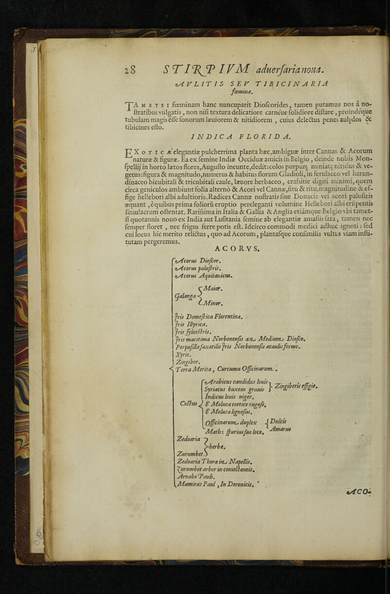 iAF LITIS SEF T IB ICIN A RJA foemina. 'T^A M ETSI fceminam hanc nimcuparit Diofcorides, tamen putamus nos a no- ftratibus vulgatis, non nifi textura delicatiore carneue folidiore diftare, proindeque tubulam magis eiTefonorum labiliorem & nitidiorem , cuius delcdus penes aulgdos & tibicines efto. INDICA FLORIDA, p X o T I c it’elegantise pulcherrima planta h2EC,ambigujE inter Cannas 6c Acorum natura&iigur£E. Ea ex femine Indiab Occiduae amicis in Belgio, deinde nobis Mon- ipellij in horto laetos flores,Augufto ineunte,dedit:colos purpur^ miniate nitidus & ve¬ getus: figura & magnitudo,numerus & habitus florum Gladioli, in ferulaceo vel harun- dinaceo bicubitali & tricubitali caule, lacuore herbaceo, crafsitie digiti minimi, quem circa geniculos ambiunt folia alterno & Acori vel Cannab,fitu & ritmmagnitudine «& ef- aequant, e quibus prima folioru eruptio pereleganti volumine Hellebori albierupentis finiulaciTim oftentat. Rarifsimainltalia&Gallia i^AngliaetiamqueBelgiovbitamet- fi quotannis nouo ex India aut Lufitania femine ab elegantiae amafiis fata, tamen nec femper floret , nec frigus ferre potis eft. Idcirco commodi medici adhuc ignoti: fed cui locus hic merito rclidus, quo ad Acorum, plantafquc confimilis vultus viaminfli- tutam pergeremus. ' A C O R V S* 'zAcortu Diofeor, zAcorm palufiris, zAcorvu Aquitanicus, Maior, .Mimr, 'fris Domefiica Florentina, Jris Illyrica, Jris Jylueftris, 'jrismanttma Norbonenfs afu MeAiunu Diojco, Perpu/illafaxatilis ‘fris Norhonenfis acaulisferme. Xyris. Zingiber, Terra Merita, Curcuma Officinarum., ^zArabicus candidus leuis t ,, • rr • Syriacus huxem grauis i ertseffigte.