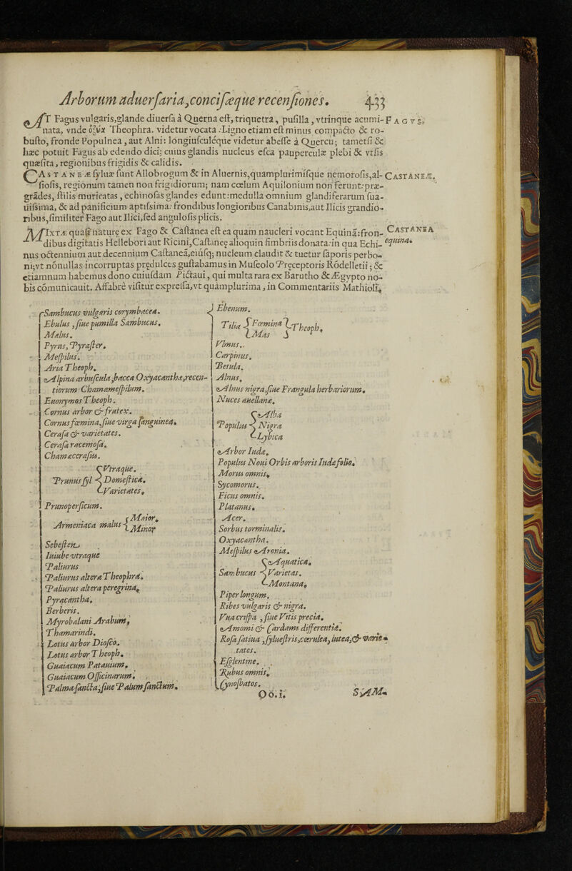 ^ /fr Fagus vulgaris,glande diucrfa a Querna eft, triquetra, pufilla, vtrinqiie acnmi- F a g r ■^nnta, vndeo|ua( Theophra. videtur vocata . Ligno etiam efl: minus compa<^o dc ro- bufto, fronde Populnea, aut Alni: longiufculeque videtur abeffe a Quercu; tametfi & Ii5EC potuit Fagus ab edendo dici: CUIUS glandis nucleus efea pauperculas plebi <5c vrlis qua:fita, regionibus frigidis & calidis. . > A s T A N E AI fyluie funt Allobrogum 5c in Aluernis,quamplurimirqiie ncmorofis^al- Castane.ic. ' fiofis, regionum tamen non frigidiorum; nam ccclum Aquilonium non ferunt.-pras- grades, ftilis muricatas, echinofas glandes cdunt;medulla omnium glandiferarum fua- uifsima, & ad panificium aptifsima; frondibus longioribus Canabinis,aut Ilicis grandib- ribus,fimiliter Fago aut llicffcdangulofisplicis. ■ • , y\/^IxT.cqua^natur9ex Fago 6c Caftaneacfteaquam naucleri vocant Equina:fron- Vastans a ^dibusdigitatis Hellcboriaiit Ricini,Caftanefalioquin fimbriisdorrara.-in qua Echi- nus Oiftennium aut decennium Caftanea,eiurq; nucleum claudit & tuetur faporis perbo- ni;vt nonullas incorruptas pr^dulcts guftabamusin MufeoloTreceptoris Rodellctii; 6c etiamnum habemus dono cuiufdam f idaui, qui multa rara ex Barutho & ./Egypto noi bis cpmimicauit. Affabre vifitur exprelfa^vt quamplurima, in Commentariis Mathiolii I ‘SamhncHs vulgaris corymbacea. Ebulus jfuepumilla Sambucus, Malus. Tyrus, Tyrafier, Mejpilus.' ’ ^ria T heoph, (Alpina arbujculajsacca Oxyacanthaireccji- tiorum Chamame/pilum. Euonymos E heoph. C ornus arbor frutex. Cornusfccmina^fiue virga ^angumea^ Cerafa varietates. Cerafa racemoja, Chamacerafm. Cl^tracjke, Trunusjyl yDomeJlica, cyarietates, Trmoperficum. Armemaca malus Sebefleru luiube vtrac^ue Ealiurus T^aliurus altera Eheophra, Ealiurus altera peregrina^ Pyracantha, Berberis. Myrobalani Arabunt f Ehamarindi, hotus arbor Diojeb, Lotus arbor T heoph, Guaiacum Tatauium, Guaiacum Officinarum, , ; ^ Ealmafadlaffiue Talum fandum. TopuhiS Nigra Q6,u 1 J Ebenum. ruk Vlmus.. Carpinus, Betula. Alnus, .> <sA Inus nigra,fiue Er an gula herbariorum Nuces auellana, CfiMlha CLybica (tArbor Iuda. Populus Noui Orbis arboris ludafolio, Morus omnis^ Sycomorus. , Picus omnis. Platanus, Acer. Sorbus torminalis, Oxyacantha. Mefpilus (tAronia, CdAquatical Sarrihucus •yEarietas. ^ Montana^ Piper longum. Ribes vulgaris cf nigra, V^a crtfpa , fue Vitis precia, aAmomi Qtrdami diffierentia, RojkJatma jfyluejlris,ccxrHlea^luteaiC^*vart8 Mtes. EJglentine, Bubus omnisl jCynofatos.