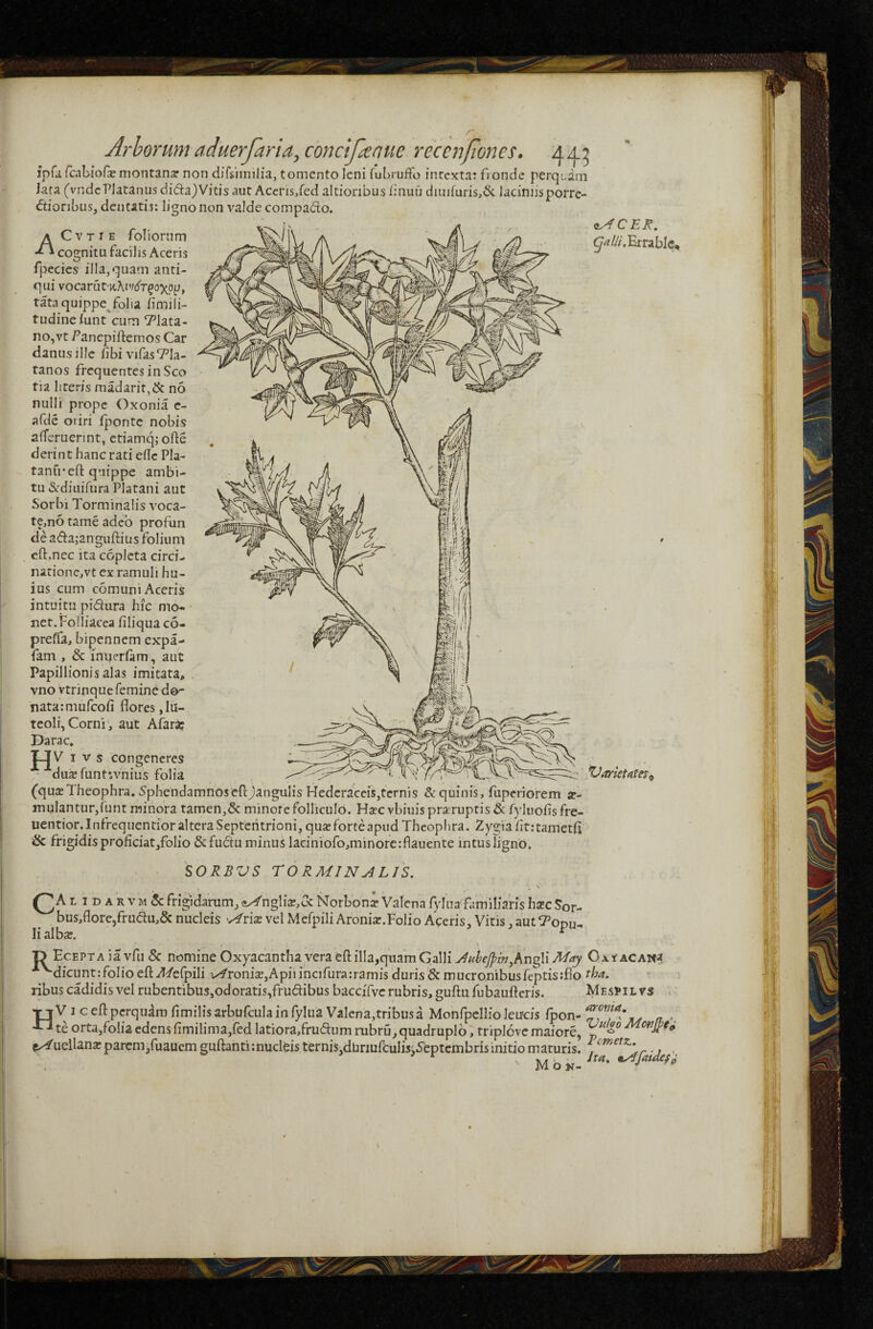 Arborum aduerfaria,conctfanue recenfones. aa7 ipr^fcnUofemontanar non djfsiinilia, tomento leni fuLrufFo intexta: fronde perquim lata (vndcPJatanus di(5ta)Vitis aut Acens/ed altionbus linuu duiifuris,6c laciniis porre- dtioribus, dentatii: ligno non valde compado. c^CE^. ^^///.Errablc^ A C V T I E foliorum cognitu facilis Aceris fpecies illa, quam anti¬ qui vocarutK..\ivdT50)^op, tata quippe^folia fimili- tudineiunt cum yiata- no,vt f anepiftemos Car danusillc fibi vifasTla- tanos frequentes in Sco ria lireris madarir,& no nulli prope Oxonia e- afdc oriri fponte nobis alTeruerint, ctiamq;ofte derint hanc rati eflc Pla¬ tanu* eft quippe ambi¬ tu &diuifura Platani aut Sorbi Torminalis voca¬ te,no tame adeo profun de ad:a;angiiftius folium cft,nec ita copleta circi- natione,vt ex ramuli hu¬ ius cum comuni Aceris intuitu pidura hic mo¬ net.Foiliacea filiqua co- prefla, bipennem expa- fam , & inijerfam, aut Papillionis alas imitata, vno vtrinque femine do- natarmufeofi flores,lu¬ teoli, Corni', aut Afara? Darac, V ivs congeneres . ^/v > n duserunt*,vnius folia XdarietAtesc H (qusTheophra. Sphendamnosefljangulis HedcracciSjtcrnis & quinis, fuperiorem «- mulanturjfunt minora tamen,& minore folliculo. HaecvbiuispraTuptis& fyluoflsfre- uentior.InfrequentioralteraSepteritrioni,qua:forteapudTheophra. Zygiafltrtametfl & frigidis proficiat,folio & fudu minus laeiniofo,minore:flauente intus Tigno. ^^ORBVS TORMINALIS. QA t I D A R v M 5c frigidarum, e^ngh>,oc Norbona? Valena Adua fimiliaris hstc 5or- bus,flore,frudu,& nucleis 'Anx vel Mefpili Aronix.Folio Aceris, Vitis, autTopu- lialbar. ^ jD Ecepta ia vfu & nomine Oxyacantha vera eft illa,quam Galli AnheJpin^An^M May CxtACAm ^dicunt;folio eftyl</e(pili v^roni2B,Apiiincifura:ramis duris 6c mucronibusfcptisiflo ribus cadidis vel rubentibus,odoratis,frudibus bacciTvc rubris, guftu fubaufteris. Mespil vs TjV I ceftpcrquamfimilisarbufculainfylua Valena,tribusa Monfpellioleircis fpon- n >, AJ te orta,folia edens fimilima,fed latiora,frudum rubru, quadruplo, triplove maiore, fAueilana: parem,fuaucm guftanti:nudds ternis,dUriufcuIisj^eptembris initio maturis, %