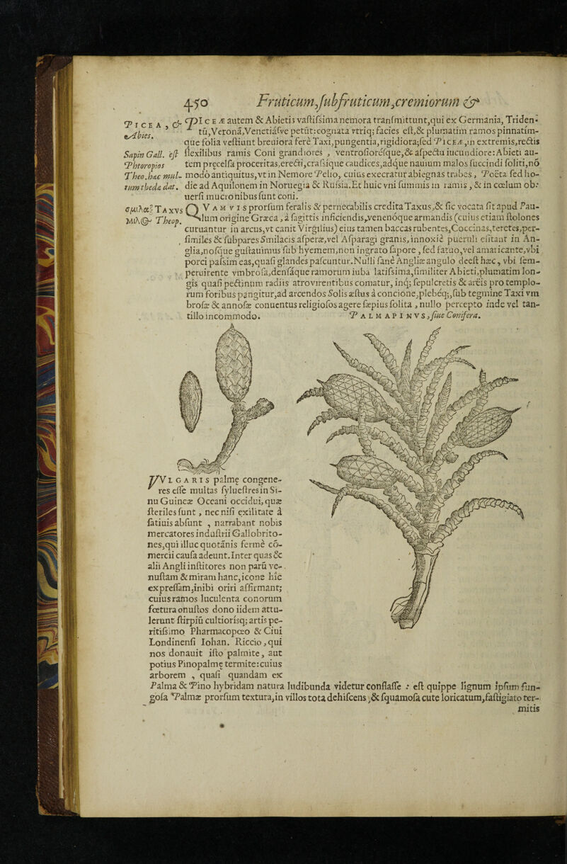 ^ l CI: K y & eyihies. Sapin Gali. 'efi G^htoropios 'Theo.hac mul- tnmtheda dat, cpnhxl T A xvs WtA(^ Theop, A.50 Fruticum Jubjruticum,cremiorum cpl c E it autem & Abieti’» vaftifsimanemora tranfmittunt,qui ex Germania, TriJen- ^ tu,Verona,Venet{arve petiit:cognata rtriq; facies plumatim ramos pinnatim- quc folia veftiunt breuiora fere Taxi,pungentia,rigidiora;fed T^icEitjin extreniis,redis flexilibus ramis Coni grandiores , ventrofiorerque,&arpeduiucundiore:Abicti au¬ tem prfcelfa proceritas,eredi,crafsique caudices,adque nauium malos fuccindi foIiti,n6 modo antiquitus,vt in Nemore Telio, cuius cxecrarur abiegnas trabes, Toeta fed ho¬ die ad Aquilonem in Noruegia & Rufsia.Et huic vni fummis in ramis, & in coelum ob.* iierfi mucronibus funt coni. QV A M V I sprorfum feralis & pernecabilis credita Taxus fic vocata fltapud Pau¬ lum origine Grteca, a fagittis mficiendis,.venen6quearmandis (cuius etiam ftoloncs curuantur in arcus,vt canit Virgilius) eius tamen baccas rubentes,Coccinas,terctcs,pcr- fimilcs&fubparesSmilacis afpcr^e^vel Afparagi granis, innoxie pueruli eiitaut in An- gIia,nofque guftauirnus fub hycmem,non ingrato fapore, fed fatuo,vel amaricante, vbi porci pafsimeas,quafi glandespafcuntur.NuIlifaneAnglia:angulo dcefl: hxc, vbi fem- peruirente vmbrora,dcnraqueramorum iuba latifsima,flmiliter Abieti,plumatim lon¬ gis quafipedinum radiis atrovirentibiis comatur, inq;fepu!cretis5cai-eis pro templo¬ rum foribus pangitLir,ad arcendos Solis asftus a concione,plebeq;,fub tegmine Taxi vm brofedeannofe conuentus religiofos agere faepius folita, nullo percepto inde vel tan¬ tillo incommodo. . '‘Palmapinvs, fme Cmifera, 7/V L G A RI s palmf congene- ' resefle multas fylueflres in Si¬ nu Guinete Occani occidui, quar flerilesfunt, ncc nifi exilitate a fatiuis abfunt , narrabant nobis mercatores induflrii Gallobrito- nes,qui illuc quotanis ferroe c5- mercii caufa adeunt. Inter quas & alii Angli inftitores non paru ve-. nuftam & miram hanc, icone hic expreifampnibi oriri affirmant; cuius ramos luculenta conorum fcetura onullos dono iidem attu¬ lerunt ftirpiu cultiorisq; artis pe- ritifsimo Pharmacopeeo &Ciui Londinenfi Iohan. Riccio,qui nos donauit ifto palmite, aut potius Pinopalm^ termite: cuius arborem , quafi quandam ex Palma & Tino hybridam natura ludibunda videtur conflafle : efl: quippe lignum ip/umfun- gofa Talma: prorfum textura,in villos tota dchifcens fquamofa cute loricatum/aftigiato ter¬ mitis