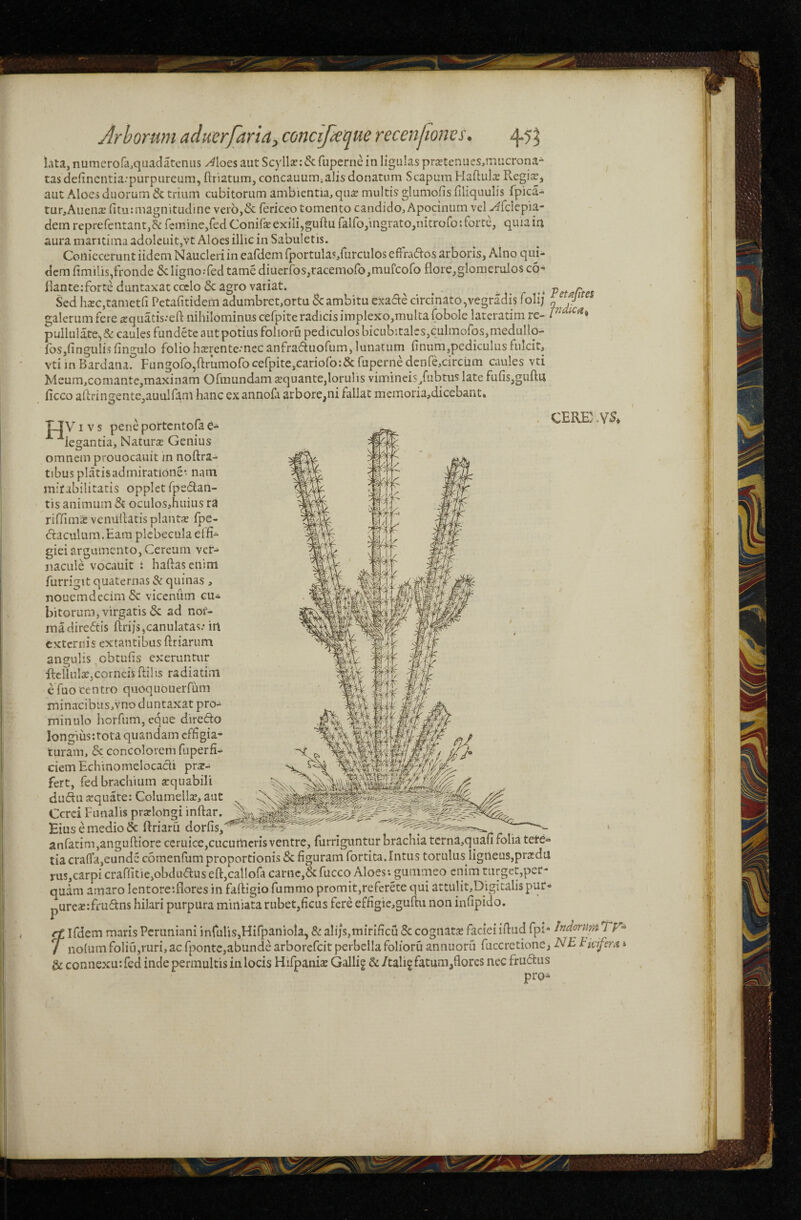 Lita, numero fa^quadateniis y^loes aut ScyllaJi&fupernein ligulas pr£Etenues,mucrona“ tasdefincntia.-purpureum, ftriatum, concauum. alis donatum Scapum Haftulx Regix, aut Aloes duorum 6c trium cubitorum ambientia, qua: multis glumofis filiquulis fpica- tur,Aucn2E fitumiagnitudine veio,& fericeo tomento candido, Apociniim vel -^fclepia- dem reprefcntantj^ femine,fed Conife exili,guftu rairo,mgrato,nitroro: forte, quia ia aura maritima adoleuit,vt Aloes illic in Sabuletis. Coniecerunt iideni Naucleri in eardemrportula«,rurculosefFra(5ios arboris, Alno qm- dem fimilis,fronde & ligno .-fed tamediuerfos,racemoro,mufcoro flore,glomerulosc6-' llanteiforte duntaxat cocio & agro variat. ^ ^ ^ • • VetaCtes Sed hxCjtametfi Petafitidem adumbret,ortu 8cambitu exade circinato,vegradis folij i r galerum fere jequatis:eft nihilominus cefpite radicis implexo,multa (obole lateratim re- P pullulate^ & caules fundete aut potius folioru pediculos bicubitales,culmofos,medullo- fbs,lingulisfingulo folioheerentc-*necanfra^tuofum, lunatum finum,pediculus fulcit, vti in Bardana. Fungofo,ftrumofo cerpite,cariofo:& fuperne dcnfe,circum caules vti Meum,comantc,maxinam Ofmundama:quante,lorulis vimineis/ubtus late fufis,gufta ficco aftringente,auulfam hanc exannofa arbore,ni fallat meinoria,dicebant. CERE:>Y5, V1 V s pene portcntola C- iegantia, Naturse Genius omnem prouocauit in noftra- tibusplatisadmiratione*- nam mirabilitatis opplet fpedan- tis animum & ocLilos,huius ra riflima: veniillatisplantsE (pe- daculum.Eara plebecula elfi- gieiargumento,Cereum ver¬ nacule vocauit : haftasenim furrigit quaternas & quinas , nouemdecim & vicenum cu* bitorum, virgatis & ad nor¬ ma dire<5tis ftrijsjcanulatas; irt externis extantibus ftriarum angulis cbculis exeruntiir flefluliE,corneis ftilis radiatim efuo centro quoquoiierfiim minacibus,Ynoduntaxat pro-^ minulo horfum, eque direfto longiusitota quandam effigia¬ turam, & concolorem fiiperfi- ciemEchinomeiocadi pro¬ fert, fed brachium arquabili dudu jcquate: Golumellse, aut Cerei Funalis prarlongi inftar. Eius e medio & ftriaru dorfis, - ^ ^ anfatinijanguftiorc ccruice,cucuiticris ventre, furrigimtur brachia terna,quan folia tere^ tia crafl’a,eunde comenfum proportionis (Sc figuram fortita. Intus torulus Iigneus,pra:du rus,carpicraffitie,obduduseft,cailora carnc,&fucco Aloes; gummeo enim turget,per¬ quam amaro lentoreiflores in faftigio fummo promit,referete qui attulit,Digicalispur- purcacrfiudns hilari purpura miniata rubet,ficus fere effigie,guftu non infipido. rt Ifdem maris Peruniani infulis,Hifpaniola, & ali;s,mirificu & cognata: facieiifiud fpi- IndorumTr^ / nolumfoliu,ruri,ac fponte,abunde arborefeit perbella folioru annuoru fuccretione, dAE tUifem» & connexu; fed inde permultis in locis Hifpania: Gallig & /talif facum,flores nec friidius pro^