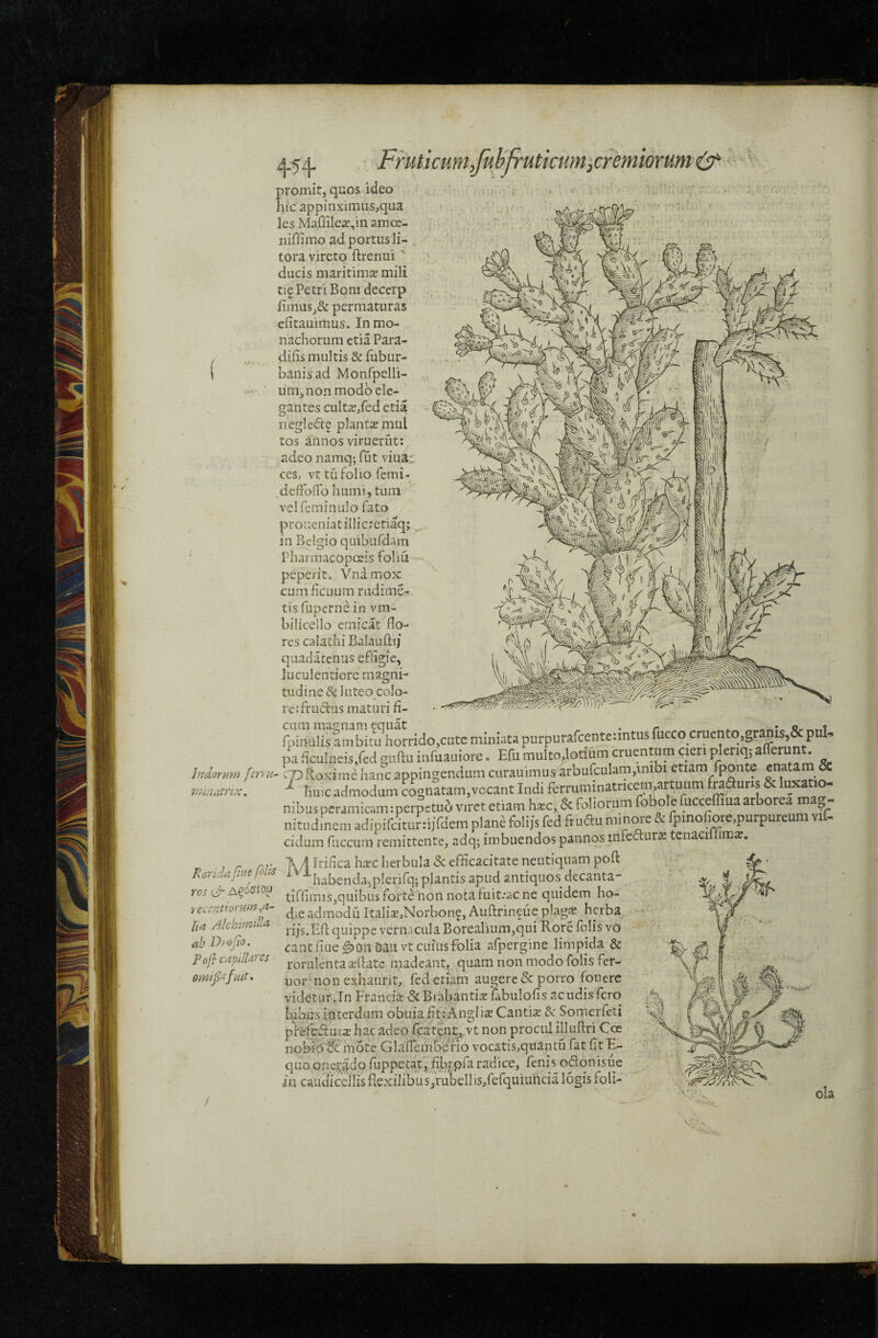 Jndormn feryit- FrutkumJkbJruticum}Cremiorum(^' hic appinximiis,qiia les Ma/nieie^in amce- niffirno ad portus li- tora vireto ftrenui ' ducis maritimse mili tif Petri Boni decerp fimus,& permaturas cfitauimus. In mo¬ nachorum etia Para- difis multis & fubur- banisad Monfpelli- lim, non modo ele¬ gantes cult£e,fed etia negled? planta? mul tos aiinos viruerut: , adeo namq; fut viua: ces, vt tu folio femi- ^defFoOTo humi, tum velfcminulo fato proueniatiIlic;etiaq; ^ in Belgio quiburdam Pharinacopeeis foliu- peperit. Vnamox cum ficuum rudime- tisfuperne in vm- bilicello emicat flo¬ res calathi Balauftij quada tenus efHgie, luculentiore magni¬ tudine & 1 uteo colo¬ re :fr udus maturi fi¬ cum magnam equat ^ . r -.i._ fpiiitilis ambitu horrido,cute miniata purpurafcentenntus fucco cruento,granis,& puU pa ficulneis,fcd guftu infuauiore. Efu multo,lotium cruentum cieri pleriq; afferunt >p Roxirae hanc appingendum curauimus arbufculam.inibi etiam fponte enatam & ^ tiu.cadmodum cenatam,vccant Indi ferrummatrice.mattinim faauris & luxati^ '‘ida ■F'~ AlchimdU Diojio. d capi-IU^cs IlUlC ^ClrnOClUin COSnaralTijVCLallL Xllul Iti i ^ i-. r /Y* 1 .a. jij-r nibus peramicam;perpctu6 viret etiam h^c, & foliorum fobole fuccefTma arborea mag¬ nitudinem adipifdtu?riifdem plane foliis fed frudu minm*e & fpmofiore,purpureum vif- eidum fuccum remittente, adq; imbuendos pannos infedur^ tenacilfimar. Irifica hzcherbula 8cefficacitateneutiquam poft ■*'habenda,plenrq; plantis apud antiquos decanta- tiffimis,quibusforte non notafiiit/acne qnidem ho- ^ die admodu Itali^EaNorbon^, Auflrineue plag« herba rijs.Efl: quippe vernacula Borealium,qui Rore felis vo eant nue Dau vt cuius folia afpergine limpida & rorulenta seftatc madeant^ quam non modo folis fet- uor-non exhaurite fed etiam augere & porro fouerc videtur .In Francia? 5c Bdbantk fabulofis acudis fero biqus interdum obuia h® nglia? Cantii & Somerfeti prefeduix hac adeo fcat|n;^.vt non procul illuftri Coe nobi^^mote Glaffemfeno vocatis.quantu fat fit E- quoop^^dpfuppetat^filbppraradice, fenis odonisue in cau(li cellis flexilibusjrutellis^fefquiuhcia logis foli-