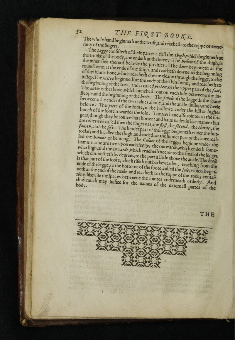 mi m e-.*. v.T C - • ■ r ■'•^' m ÉSE ^ Th lit, FI <11 ST !S 0 0 KE. the trunkcppeSfaSet^^^^^ of thefhmne bone,which reachcrh j ° downc to the beeinninff the beginning of the toes, nnd is calledpeó?^^ andrcachctlito The Ankle is that bone,which buncheih^onr nn u / ^^tfooU %pe,and the beginning of the heele. The be weene the ende ofthc two calues (pace belowe. The pitte of the foote is the hoM*^ bunch ofthefootetowardes the fòie die hill or higher gers,though they be /oinewhat fhortcr • and ha as the hn- are orherwde called then the fingcrs-IftW l! * but fourth ^d.hefift, The hinder pan of ^hethlrde ,ihr: kd fbigh,and^endeth at thf h*i vnder the but- led the bending. The ^ ‘l ^ ^^ch legge the onr^ beginne vnder the ^^W4r^^>^whkh reacheth nf endeth /ome- 'vhich diininiiheth by degrees m rh^* n b neerer to the fmal of the legge* i! H rifeth ourback“wa?d ='!‘1«-The If*