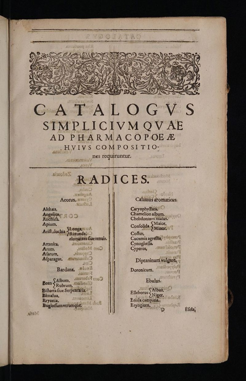 U ew à Sada du Acotus, 51 Althzs. ki Angelica;- : ^ ^ Ánchsfa ^ ^7 Apium, A ., SLongacs c/ Ariftolochia 2 Rotunda! Artanita; AUOCCOKEIEFCGL Arum. uibs M 5192 , Afarum, AisqgqsO Aíparagus. nuns Bardani 5:557 AGIS Album. em o À pan y EO Qcondpema Biítorta fiue Serpentatia.- Bimalua, — Bryon 0 roa Buglotfur vtrumque. vj Calámus atomaticus. Caryophyllats; ^ Chamelion album. Chelidonium maius; ; Maior, Confolida 9 x4 ier, : Coftus, T Cynogloffía. Cy perus, Diptaninuni vulgare, «; Doronicum. Ebulus. € ibus C Elleborus Niger, . Eryngium, ....