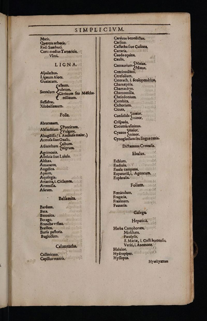 Mari. Quercus arboris, Rad: Sambuci. Cort: medius T amaricis, ^ .. Vimi,. LIGNA. Afpalathus. Lignum Aloes. Guaiacum, album. brum, -tellinum. Saffafras. Xilobalfamum. Folia. Abretamum ——— — Abfinthium dee. Abugiliffa ( i. Anchufa maior, ) Acetofa (iue Oxalis. T album. Adianthum ju grum. Agrimonia. ! Alleluia fiue Luiula. A maracus, Angelica. .: A pium, Aquilegia. Artanita, i, Ciclamem, Artemifia. Afarum. Balíamita. Bardars, Beta. Brancha vrfina. Bráfica. — Burfa paltoris. Bugloifum. — .: Calamentha, Callitricum. Capillus veneris; Carduus benedictus, Carlina. Caffutha (iue Qufcuta, Carttaria,52)321215 8i Cauda equina, Caulis, Maius, Minus, Centinodiüm;- Cercfolium, Ceterach, i. Scolopendrion, Chamapitis, | Chamzdrys. Chamomilla, Cheiedonium. Cicerbita, Cichorium, Cicuta, Confolida 2P?8!0f. minor, Crifpuda, Cucumis afininus. Cvanus ; inia / minor. Cynoglotfum feu linguacanis. Centaurium Di&amnus Cretenfis. Ebulus. Echium., Endiuia, Enula campana, Eupatoriü,i, Ageraturm. .. Euphrafia. | Foliis. Foiniculum, Fragaria, Fraxinum, Furmaria. fh /Galega. Hepaticá. Herba Camphorata, Mofchata, 'Paralyfis, Veriti; i, Anemofie. — Helxine. i Hydropiper. Hytlopus.