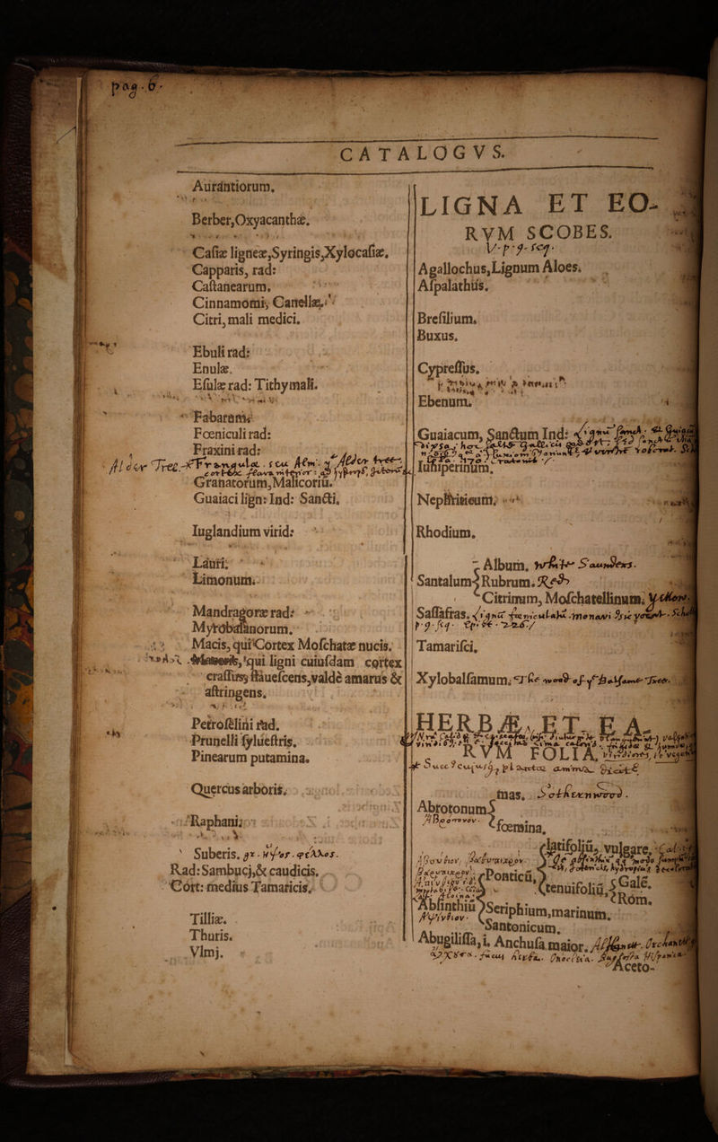 f ■' mtaf\f-. t,. CkQ CATALOGVS. Aurantiorum. f Berber,Oxyacanths. i f. * .*# Cafise lignes,Syringis,Xylocafiae. Capparis, rad: Caftanearum. Cinnamomi-, Canellas.*' Cieri, mali medici. ■ >■-* v Ebuli rad: Enulse, ■ ’ • Efulaerad: Tithymali. * Fabarany Foeniculirad: , Fraxini rad: „ . , i AUor <Tre£ -^FV .st* i A&*» f&j. /Ttvvr JVCL. tcnHJx. /£a^-mf£nVr : «$ Granatorum, Mahconu. Guaiacilign:Ind: Sandi„ LIGNA ET EO- RVM SCOBES. V' y ' J' A gallochus,Lignum Aloes* Afpalathus. Brefilium, Buxus. V4**-’ «& r , * r $***'* a. > >m«4u- •. # 5 * -•*$ r Ebenum. ■■■ ' t ICU r Lf «f* ■ • 17^ ' * Iunipennum. Iuglandium virid: / fl ~y liw/M 17 r^r ' / — - * ' »1“7^ • LlTtet* Ii <jr **•.' <,»y «». •-— —« — — • Limonum. >*- *L* : ** >*. Mandragora; rad. Myfrjbaianorum. : ;> Macis, quiCortex Mofchatae nucis. Ma@effe,!qui ligni cuiufdam cortex craffusj frauefcens,valde amarus & aftringens. ■4 eum, Rhodium. I r \ — **vi r !\T r T Album, w&i*' S' SantalutiK Rubrum. • c Citrinum, Mofchateilinura. Safiafras. •/tanu .yricruwi %vc p'9'fti' '€{>•& * *2-^uT/ Tamarilci. a Xyloballamum* cx&‘ •*»«£ rn*«- Petrofelirii rad. Prunelli iylueflris. Pinearum putamina. Quercus arboris. ■ : ' J ‘ _ FOLIA, jgtgiofr,Ar I tl33S# J> c±£fALT\Ynrx7-i . j >•* • ' 'L- Raphani* '»»%• fceraina. ' Suberis. . cptXXos. Rad :Sambucj,£< caudicis. Cort: medius Tamaricis. Tiliis. . Thuris. 1 Vlmj. 4 . t vulgare, cw 5/i w# hydr*fi*$ te**u jb ~ r\Qv~u(hoV( fa(vnxtx£o*. fe^.Ponricfi, j r GaIe Isii • Cl0lu'41: /Seriph mm.marinum. Ak r/r . .ntonicum- a«J Abugdiffa,u Anchufa maior. ^ (7*c*ah xpjcxr*. ficui /xtrfcL- Onocfa*. wfi*»<■* ^ccto- _ Aii