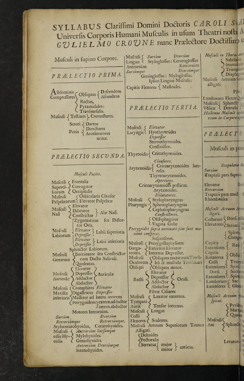 syllabus Clariffimi Domini Doctoris CAR OLI 5 i ii i Univerfis Corporis Humani Mufculis inufum Theatri nofti Ai GV LILLMO CKOZJN e nunc Pra^ledore Dodiffiir) n Mufculi in fupino Corpore. Mufculi^ Sursum Deorsum P RJELECTIO PRIMA. ^Bdominis ^ C Dsfcendens ComprelTores^ { Afeendens Redus, Pyramidales: TranTyerfalis. Mufculi ^Teftiumy Cremafteres Scroti J Dartos . } Diredores Penis Acceleratores urinas. Linguas c Stylogloflus: CeratoglofTus Antrorsum Retrorsum Sursum^ue Deorsumque GenioglofTus: MyloglofTus. IpfiLis Linguae Mufculi: Capitis Flexores ^ Maftoidei. Mufculi in Thorac Subclaius Intercctate Trian^ Diaph Mufculi Artuum' PRJELECTIO TERTIA. alligati. antti laris gma nteri Pfis X.umborum Flexor Mufculi f Sphind V£fics 1 Detrufd HaSlenus Mufculi tuum in Corpore hfitls Mufculi C Elevator Laryngis C Flyothyreoides Depreffor Sternothyreoides. Conftridor. Thyreoidis^ Cricothyreoides. Claufores. Arytenoidis-i Cricoarytasnoides late- C ralis. Thy reoary ttenoides. Apertores. Cricoarytaenoidfs poRiciis. Arytocnoides. Dilatatores. Mufculi C Stylopharyngeus Pharyngis n Sphenopharyngeus C Cephalopharyngeus Conflritlores. S OEfophageius C Vagina Giilre Pterygoidei fupra nominati jam funt ma¬ xime confpicui, Sufpenfores. Mufculi ( Pterygoftaphylinus Garga- Externus Elevator reonis. f Internus DeprcRbr. Mufculi r Obliquus major cumTroch- Oculorum J lea & mufculo Trocliieari Obliqui ^Obliquus minor. Elevator 1 > Oculi. Adductor ( Abdudor J Fibras Ciliares Laxator externus. PRJELECTIO SECVNDA. Mufculi Faciei. Mufculi r Frontalis Superci-) Corrugator liorum C Occipitalis Mufculi C Orbicularis Claufor Palpebrarum 1 Elevator Palpebras Elevator Mufculi Nafi lAteNafi. Conlirictor u Mufculi Labiorum :)erioris Genarum Mufculi Auricul: 'Zygomaticus feu Diftor tor Oris. I Labii fup Depreffor 3 * Elevat^ / Labii inferioris xJAeprefor j Sphinder Labiorum. Mufculi ^Buccinator feu Conftridor cum Dudu Salivali. Qi^adratus. Elevator 'J Depreffor ( Auricula Addudor C ^ Abdudor j Mufculi rCrotaphites Elevator Maxillae jDigaftricus Depreffor inferiorisAMaffeter ad latera movens (Pterygoideus-) extern.addudor /intern.abdudor Motores Introrsum. Sursum Deorsum Retrorsumque Retrorsumque. Styloceratohyoides, Coracohyoides. Mufculi ( Antrorsum Surfumque offis Hy-< Mylohyoides. oidis C Geniohyoides Antrorsum Deorsumque Sternohyoides. , * PRJELECTIO Mufculi in pono Scapularum Mo Sursum Trapezii pars fupe or. Elevator Retrorsum Trapezii pars med Rhomboides i)orl^ Si Mufculi Artuum S')trm ligati. Coftarum^Dorfittillin Elevatores^§£j.j.jjj- { IXUS Redi Splen Comp I Re<i Extenlores L Colli S Trarferfal Extenfores c Spin. Dorfi S Sacr Extenforesc Spin is Do Lumborum C Sac Exten fores \ ff infc isCf umba GIueus]] Mufculi Tympani Auris Mufculi Colli Flexores 'frkr Tenfor internus. Longus Mufculi Artuum fpicui. ' Pyril'iiii Scalenus. Mufculi Artuum Superiorum Trunco Alligati. Deltoides Pedoralis Serratus f major X minor 3 Mufculi C Ani < Marfijjis Quae Itus anticus. l Sphindl '.s Levatori < =<4^.- liiSe. • .«i* C