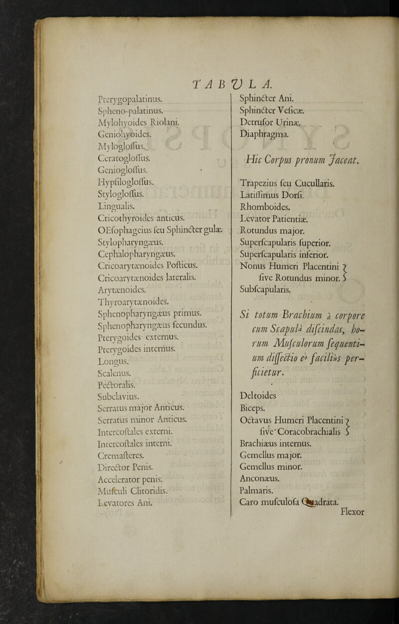 iccrygopalatiniis. Spheno-palatinus. Mylohyoides Riolani. Geniohyoides. ^ Myloglofllis.. ' CcratoglofTiis. GenioModlis. TD Hyprilogloffus. StyloglofTus. Lin2,nalis. Cricothyroidcs anticus. OEfophageius feii Sphindter gu\x. Stylopharyngceus. Cephalopharyngacus. Cricoarytarnoides Pofticus. Cricoarytxnoides lateralis. Arytsenoides. Thyroarytoenoides. SphenopharyngasLis primus. Sphenopharynga^us fecundus. Pterygoides externus. Prerygoides internus. I.ongLis. Scalenus. Pedoralis. Subclavius. Serratus major Anticus. Serratus minor Anticus. Intercoftales externi. Intercoftales interni. Cremafteres. Diredor Penis. Accelerator penis. Mufculi Clitoridis. Levatores Ani. Sphincter Ani. Sphinder V eficae. Detrufor Urinae. ^ _ Diaphragma. ' Hk Corpus pronum Jaceat. Trapezius feu Cucullaris. Latillimus Dorfi. Rhomboides. Levator Patientiae. . Rotundus major. Superfcapularis fupcrior. Superfcapularis inferior. Nonus Humeri Placentini 7 five Rotundus minor, j Subfcapularis. Si totum Brachium a corpore cum ScapuU difcindas, ho^ rum Mujculorum [equenti-* um dijfekio e^ facilius per-^ ficietur. s • Deltoides Biceps, Odavus Humeri Placentini 7 fi ve'Coracobrachialis 7 Brachiaeus internus. Gemellus major. Gemellus minor. Anconaeus. Palmaris. Caro mufculofa (^adrata. Hexor