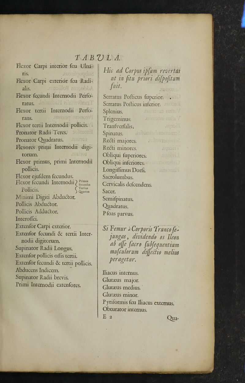 r A bvl A. Flexor Carpi interior feu Ulna¬ ris. Flexor Carpi exterior feu Radi¬ alis. Flexor fecundi Internodii Perfo¬ ratus. Flexor tertii Internodii Perfo¬ rans. Flexor tertii Internodii pollicis. Pronator Radii Teres. ^ Pronator Quadratus. Flexores primi Internodii digi¬ torum. Flexor primus, primi Internodii pollicis. Flexor ejufdem fecundus. Flexor fecundi Internodii) Pfdlicis (Tertius Minimi Digiti Abdudlor. Pollicis Abdudtor. Pollicis Addudor. Interoffei. Extenfor Carpi exterior. Extenfor fecundi 5c tertii Inter¬ nodii digitorum. Supinator Radii Longus. Extenfor pollicis offis tertii. Extenfor fecundi 6c tertii poJJicis. Abducens Indicem. Supinator Radii brevis. Primi Internodii extenfores. Hic ad Corpm ipfum revertas ut in fitu priori difpofitum fuit. Serratus Pofiicus fuperion « Serratus Pofliicus inferior. Splenius. Trigeminus: Tranfverfaliso Spinatus. Redi majores. Redi minores. . - Obliqui fuperiores; Obliqui inferiores. Longiffimus Dorfi. Sacrolumbus. Cervicalis defcendens. Sacen Semifpinatus. Quadratus. Pfoas parvus. Si Femur a Corporis Trunco fe^ jungas, dividendo os Ileon ah o(fe facro fuhfequentium mufcIllorum dijfedlio melius peragetur. Iliacus internus. Glutaeus major. Glutteus medius. ’ Glutteus minor. Pyriformis feu Iliacus externus. Obturator internus. E 2 Qua- 1