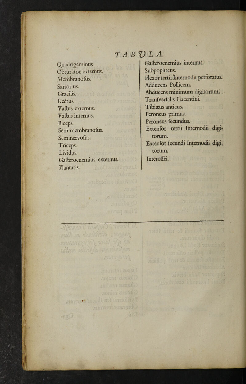 Quadrigeminus Obturator externus. Membranofus. Sartorius. Gracilis. Redus. Vaftus externus. Vallus internus. Biceps. Semi membranofus. Seminervofus. Triceps. Lividus. Gafterocnemius externus. Plantaris. Gafterocnemius internus. Subpopliteus* Flexor tertii Internodii perforatus. Adducens Pollicem. Abducens minimum digitorum. Tranfverfalis Placentini. Tibiaeus anticus. Peroneus primus. Peroneus fecundus. Extenfor tertii Internodii digL torum. Extenfor fecundi Internodii digL torum. InterolTci.