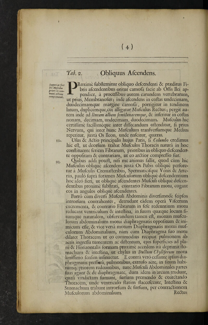 Tai, 2. I Obliquus Afcendens. Suppetias fert hic Mufculus priori in cotn- *nunt aBione comprimendi. (Jfus. PRoxime fubfternitur obliquo defcendenti 5c praeditus Fi¬ bris afcendentibus oritur carnofa facie ab Oflis Ilei ap¬ pendice, a procedibus’ autem earundem vertebrarum^ ut prius, Membranofus 5 inde afcendens in codas undecimam, duodecimamque margine carnofa, porrigitur in tendinem latum, duplicemque,cui alligatur Mufculus Red:us 5 pergit au¬ tem inde ad lineam albam femilnnaremque^ 6c inferitur in codas nonam, decimam, undecimam, duodecimam. Mufculus hic certidime facillimeque inter diffecandum odenditur, fi prius Nervum, qui inter hunc Mufculum tranfverfumque Medius reperitur, juxta Os Ileon, unde nafeitur, quaeras. Ufus & Aedio principalis hujus Paris, fi Columbo credimus hic cd, ut deorfum trahat Mufculos Thoracis natura in hoc condituente feriem Fibrarum, prioribus in obliquo defcendeir- te oppofitam & contrariam, ut eo aredior compredio fiat. C^ibus addi poted, nifi me animus fallit, quod cum hic Mufculus oblique afcendens juxta Os Pubis oblique perfore¬ tur a Mufculis Cremaderibus, Spermaticifque Venis & Arte¬ riis, paulo fupra foramen Mufculorum oblique defeendentium hoc ideo fieri, ut oblique afcendentes Mufculi oblique defeen- dentibus proxime fubdrati, contrario Fibrarum motu, cogant eos in angulos oblique afeendentes. Porro cum diverfi Mufculi Abdominis diverfimode feipfos introrfum contrahentes, detrudant eadem opera Vifcerum excrementa, bc contrario Fibrarum in fefe redeuntium motu reducant ventriculum & intedina, in.fuum quaeque locum fi- tumque naturalem, obfervandum tamen ed, motum mufcu¬ lorum abdominalium motui diaphragmatis oppofitum & ini¬ micum ede, & vice versa motum Diaphragmatis motui muf¬ culorum Abdominalium, nam cum Diaphragma fuo motu dilatet Thoracem ut eo commodius recipiat pulmonem ab aeris ingrelfu tumentem ac didentum, ejus fuperficies ad pla¬ ni & Florizontalis formam proxime accedens ita deprimit do- machum & intedina, ut chylus in Dubium Chyliferum motu lenidimo fenfim infinuetur. E contra vero cedante ipfius dia¬ phragmatis predara, pulmonibus, extrufo aere, in fitum habi- tumq5 priorem redeuntibus, tunc Mufculi Abdominales partes fuas agunt & de diaphragmate, dum idem in arcum trudunt, quafi vindidam fumunt, furfum premendo & coardando Thoracem, unde ventriculo datim flaccefcente, Intedina dc Stomachum trahunt introrfum & furfum, per contradionem Mufculorum abdominalium. ' Redus