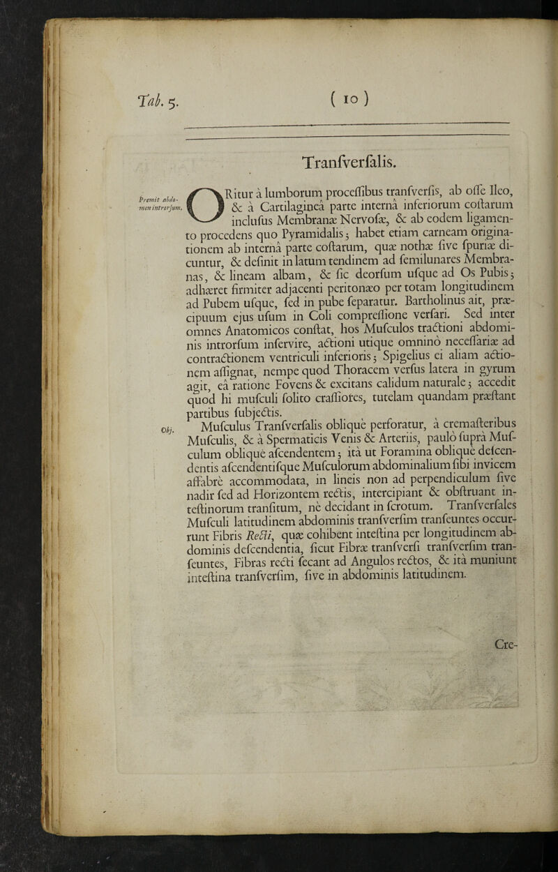 TaL 5. Tranf\^erfalis. Ritur a lumborum procefTibus tranfverfis, ab ofle Ileo, & a Cartilaginea parte interna inferiorum coftarum inclufus Membranae Nervofae, & ab eodem ligamen¬ to procedens c|uo Pyramidalis 5 habet etiam carneam origina¬ tionem ab interna parte coftarum, quae nothae five fpuriae di¬ cuntur, & definit in latum tendinem ad femilunares Membra¬ nas, & lineam albam, & fic deorfum ufque ad Os Pubis5 adh^ret firmiter adjacenti peritonaeo per totam longitudinem ad Pubem ufque, fed in pube feparatur. Bartholinus ait, prae¬ cipuum ejus ufum in Coli comprefiione verfari. Sed inter omnes Anatomicos confiat, hos Mufculos tracfiioni abdomi¬ nis introrfum infervire, a(fiioni utique omnino neceffariae ad contracfiionem ventriculi inferioris 5 Spigelius ei aliam actio¬ nem afiignat, nempe quod Thoracem verfus latera in gyrurri af^it, ea ratione Fovens & excitans calidum naturale 5 accedit quod hi mufculi folito crafiiores, tutelam quandam praefianc partibus fubjedis. ^ Mufculus Tranfverfalis oblique perforatur, a cremafieribus Mufculis, &aSpermaticis Venis & Arteriis, paulo fupra Muf- culum oblique afcendentem 5 ita ut Foramina oblique delcen- dentis afcendentifqueMufculorum abdominalium fibi invicem affabre accommodata, in lineis non ad perpendiculum five nadir fed ad Horizontem redtis, intercipiant obfiruant in- tefiinorum tranfitum, ne decidant in fcrotum. Tranfverfales Mufculi latitudinem abdominis tranfverfim tranfeuntes occur¬ runt Fibris Re^i, qua^ cohibent intefiina per longitudinem ab¬ dominis defcendentia, ficut Fibrx tranfverfi tranfyerfim tpn- feuntes, Fibras redi fecant ad Angulos redos, & ita muniunt intefiina tranfverfim, five in abdominis latitudinem. Cre-