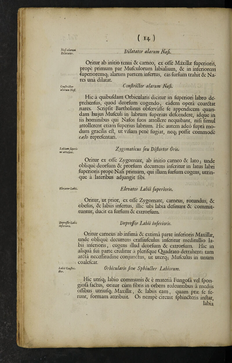 ■i { H) Di/ataior alarum Nafi._ Oritur ab initio tenui & carneo, ex offe Maxillae fuperioris, prope primum par Mufculorum labialium, & in inferiorertl iliperioremqj alarum partem infertus, eas furfum trahit & Na¬ res una dilatat. Conflri^or alarum Na fu ConfiriHor alarum Naji, Hic a quibufdam Orbicularis dicitur in fUperiori labro de- prelienfus, quod deorfum cogendo, eadem opera coardat nares. Scripfit Bartholinus obfervaffe fe appendicem quan- dam hujus Mufculi in labrum fuperius defcendere, idque in iis hominibus qui Nafos fuos attollere nequibant, nifi hmul attollerent etiam fuperius labrum. Hic autem adeo fupra mo¬ dum gracilis eft, ut vifum pene fugiat, neq3 poffit commode calo reprefentari. Zygomaticirs feu Diftortor Oris* Lahium Jltperi- M attollens. Oritur ex offe Zygomate, ab initio carneo & lato 3 unde oblique deorfum & prorfum decurrens inferitur in latus labri fuperioris prope Nafi primum, qui illum furfum cogens, utrin- que a lateribus adjungit fibi. Elevator Labii fuperioris. Oritur, ut prior, ex offe Zygomate, carneus, rotundus, & obefus, & labiis infertus, illic ubi labia delinunt & commit¬ tuntur, ducit ea furfum 6c extrorfum. ' Beprejfor Labii biferioris. Deprejfor Labii inferioris. Oritur carneus ab infima & extima parte inferioris Maxillae, unde oblique decurrens crafliufculus inferitur meditullio la¬ bii inferioris, cogens illud deorfum 6c extrorfum. Hic in aliqua fui parte creditur a plerifque Quadrato detrahenti tam ardta necelfitudine conjunctus, ut uterq3 Mufculus in unum coalefcat. Orbicularis five Sphin^er Labiorum. Labii Conjlri. Hor. Hic utriq3 labio communis & e materia Fungofa vel fpon- giofa fa(5tus, oritur cum fibris in orbem redeuntibus a mediis offibus utriufq; Maxilk, labiis eam, quam pr^e fe fe¬ runt, formam attribuit. Os nempe Circuit fphindteris inftar labia