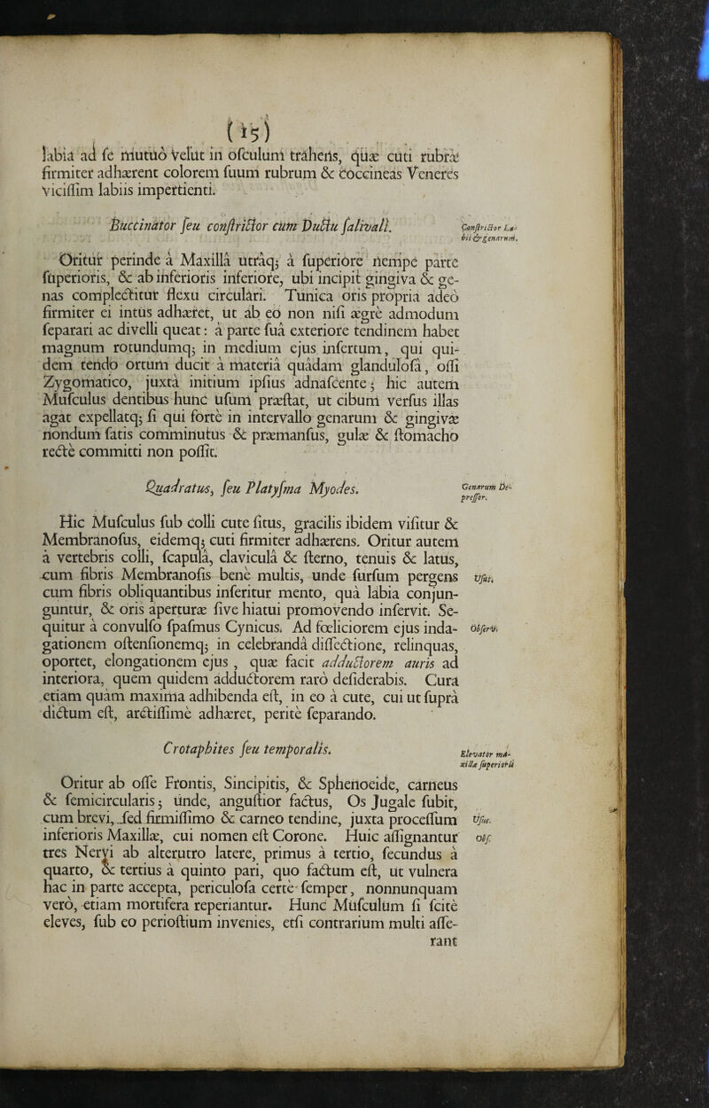 {i5i labia ad (t mutiio VelUt in ofculunl traheris, cjtiae cuti riibri firmiter adhaerent colorem fuuni rubrum & dOccineas Veneres Viciffim labiis impertienti; . . , ^7iJ}riBor Lt* hii ^genaruTii, Drltiir perinde a Maxilla utraq5 a fuperiore' nempe parte ftiperioris, & ab inferioris inferiore^ ubi incipit gingiva & ge¬ nas corripledlitur flexu circulari. Tunica drispropria adeo firmiter ei intiis adhaeret, ut ab eb non nifi aegre admodum feparari ac divelli queat: a parte fiia exteriore tendinem habet magnum rotundumq^ in medium ejus infertum , qui qui¬ dem tendo ortum ducit a materia quadam glandiilofa, ofli Zygomatico, juxta initium ipfius adnafcente* hic autem Mufculus dentibus hunc Ufum proflat, ut cibum verfus illas agat expellatqj fi qui forte in intervallo genarum &: gingivse nondum fatis comminutus & praemanfus, gul^e & ftomacho rede committi non poffit. Q^aJratm^ feu Platyfrna Mjodes. XjenarutH prejfor. Hic Mufculus fub colli cute fitus, gracilis ibidem vifitur 5c Membranofus, eidemq3 cuti firmiter adhaerens. Oritur autem a vertebris colli, fcapula, clavicula & fterno, tenuis & latus, cum fibris Membranofis bene multis, unde furfum pergens cum fibris obliquantibus inferitur mento, qua labia conjun¬ guntur, & oris aperturae five hiatui promovendo infervit; Se¬ quitur a convulfo fpafmus Cynicus. Ad foeliciorem ejus inda- gationem oftenfionemq, in celebranda difledione, relinquas, oportet, elongationem ejus , quae facit adJuUorem mim ad interiora, quem quidem addudtorem raro defiderabis. Cura etiam quam maxima adhibenda eft, in eo a cute, cui ut fupra didtum eft, ardfiflime adhaeret, perite feparando. Crotaphites feu temporalis^ tlevatir m4- kUU fuperioi^ii Oritur ab ofte Frontis, Sincipitis, 6c Sphenoeide, carneus & femicircularis 5 linde, anguftior factus, Os Jugale fubit, cum brevi, .jfed fimiiflimo & carneo tendine, juxta proceflum inferioris Maxillae, cui nomen eft Corone. Huic aflignantur ohf tres Nervi ab alterutro latere, primus a tertio, fecundus a quarto, oe tertius a quinto pari, quo faCtum eft, ut vulnera hac in parte accepta, periculofa certe* femper, nonnunquam vero, etiam mortifera reperiantur. Hunc MiifculUm fi fcite eleves, fub eo perioftium invenies, etfi contrarium multi affe¬ rant