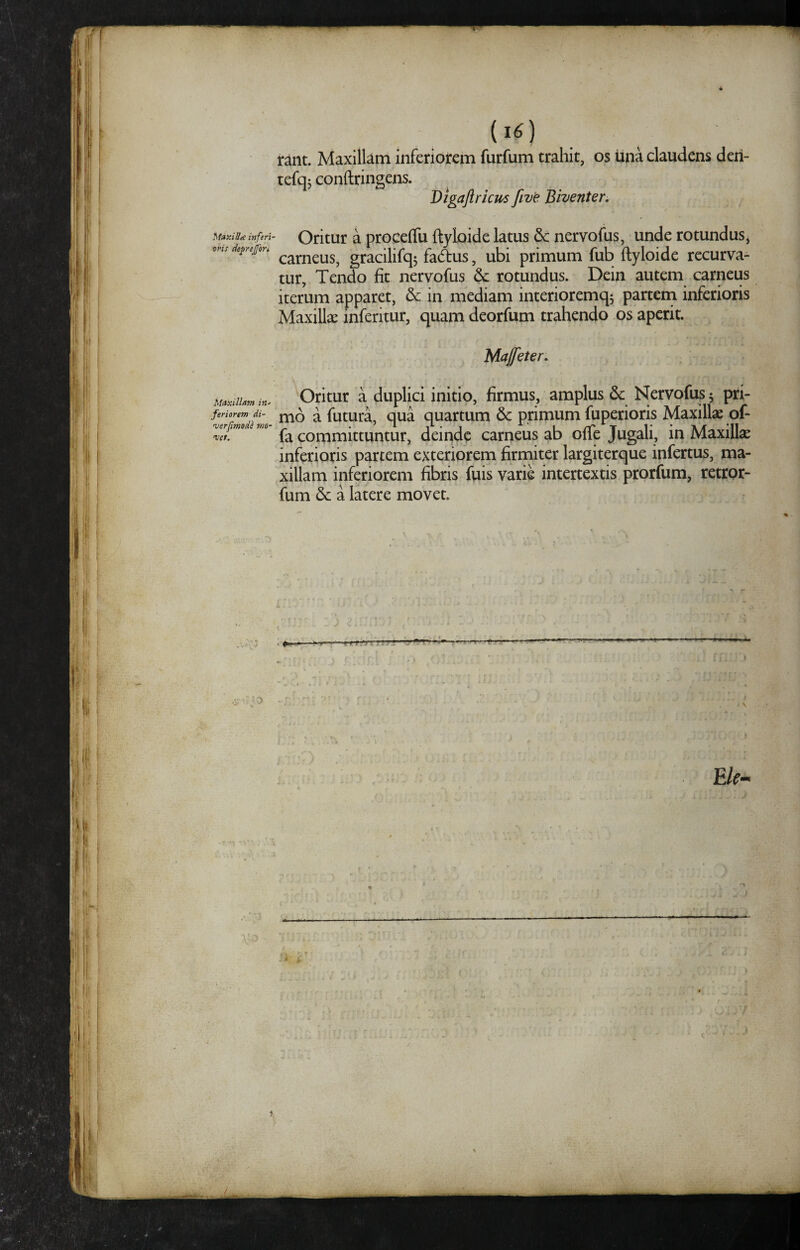 (I6) rant. Maxillam inferiorem furfum trahit, os una claudens deri- tefqj conftringens. Digajiricus five Biventer, ^{axiBte inferi- Oritur a proceffu ftyloide latus & nervofus, unde rotundus, ms de^rejfen graciHfqj facffus, ubi primum fub ftylpide recurva¬ tur, Tendo fit nervofus & rotundus. Dein autem carneus iterum apparet, dc in mediam interioremqj partem inferioris Maxillae inferitur, quam deorfum trahendo os aperit. Majfeter, Maxiiuv,Oritur a duplici initio, firmus, amplus & Nervofus 5 pri- feriorem di- ^ fututT Qua quartum & primum fuperioris Maxilla of- 'v^rjmo m committuntur, deiqdc carneus ab offe Jugali, in Maxillae inferioris partem exteriorem firmiter largiterque infertus, ma¬ xillam inferiorem fibris fuis varie intertextis prorfum, retror- fum & a latere movet. E/f- r* r.r - ■ y