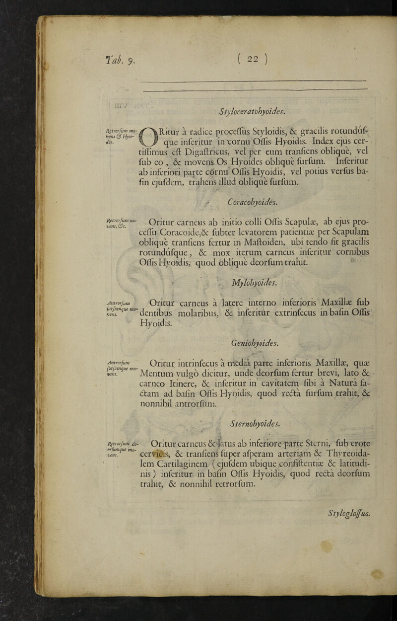 ..i ' [{etrorfim mo¬ vens & Hyoi- des. I{etrorfum mo¬ vens, &c. Antrorfum furfumque mo' vens. Antrorfum fsrfumque mo¬ vens. Remrjum de- erfumque mo¬ vens. Styloceratohyoides. ORitur a radice proceffus Styloidis, & gracilis rotunduf- que inferitur in x:ornLi Offis Hyoidis. Index ejus cer- . tiffimus eft Digaftricus, vel per eum tranfiens oblique, vel fub eo , & movens Os Hyoides oblique furfum. Inferitur ab inferiori pa^te cqrnu Offis Hyoidis, vel potius verfus ba- fin ejufdem, trahens illud oblique furfum. v- Coracohyoides. Oritur carneus ab initio colli Offis Scapulte, ab ejus pro- ceffu Coracoide,6c fubter levatorem patientia: per Scapulam oblique tranfiens fertur in Maftoiden, ubi tendo fit gracilis rotundufque, & mox iterum carneus inferitur cornibus Offis Hyoidis, quod oblique deorfum trahit. Mylohyoides. Oritur carneus a latere interno inferioris Maxillae fub dentibus molaribus, & inferitur extrinfecus in bafin Offis Hyoidis. Geniohyoides. Oritur intrinfecus a media parte inferioris Maxillae, qute iVIentum vulgo dicitur, unde deorfum fertur brevi, lato 6c carneo Itinere, dc inferitur in cavitatem fibi a Natura fa- dtam ad bafin Oflis Hyoidis, quod redla furfum trahit, 6c nonnihil antrorfum. Sternohyoides. Oritur carneus & latus ab inferiore parte Sterni, fub crote cervieSs, & tranfiens fu per afperam arteriam & Thyreoida- lem Cartilaginem (ejufdem ubique ,confiftentiae & latitudi¬ nis ) inferitur in bafin Oflis Hyoidis, quod redta deorfum trahit, & nonnihil retrorfum. Styloglojfm.