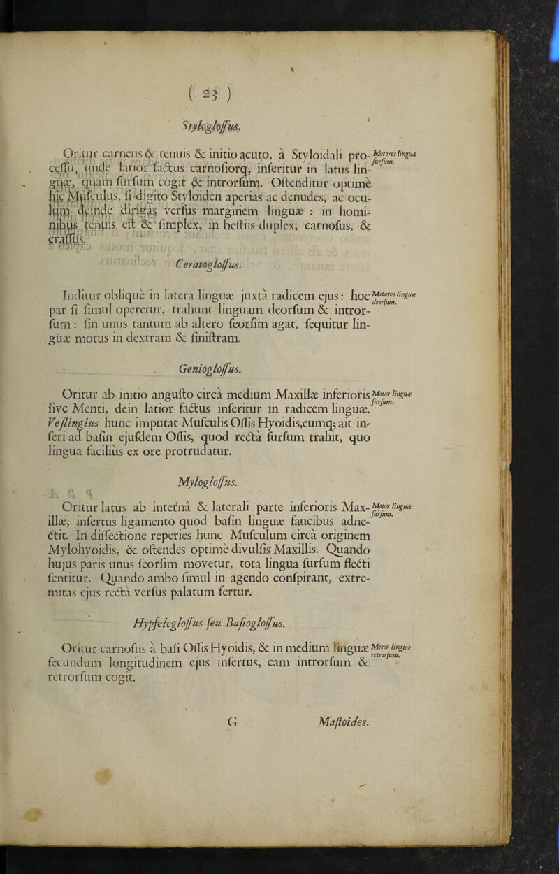 4 4 Styhglo[fm. Oritur carneus & tenuis <Se initio acuto, a Styloidali pro _ Motores Ungule ce/fu^ unde latior fad^us carnofiorqj inferitur in latus liii-''”' quam furfum cogit ^ introrfum. Oftenditur optime hk ^kifcidus, li digito Styloiden aperias ac denudes, ac ocu- Iqni^ qyinvic verfus marginem linguae : in homi- nipus tenpis eft 6e -{implex, in beftiis duplex, carnofus, & i - 1- 1 ' l ■ ■ CeraPogloffm. Inditur oblique in latera lingua juxta radicem ejus: par fi fimul operetur, trahunt linguam deorfum 6c intror¬ fum : (in unus tantum ab altero feorfim agat, fequitur lin- glix motus in dextram & finiftram. Genioglojfm. Oritur ab initio angufto circa medium Maxillx inferioris itlYilLWl five Menti, dein latior fadus inferitur in radicem lingux. Veflingim hunc imputat Mufculis Offis Hyoidis,eumq5 ait im feri ad bafin ejufdem Offis, quod redia furfum trahit, quo lingua facilius ex ore protrudatur. Myloglo(fm. Oritur latus ab interna dc laterali parte inferioris illx,' infertus ligamento quod bafin lingux faucibus adne- diit. In diffedione reperies hunc Mufculum circa originem Mylohyoidis, & offendes optime divulfi^ Maxillis. Quando hujus paris unus feorfim movetur, tota lingua furfum fled:i fentitur. Qi^iando ambo fimul in agendo confpirant, extre¬ mitas ejus redia verfus palatum fertur. Hygjelogloffus [eu Bafioglojfus. Oritur carnofus a bafi Offis Hyoidis, & in medium lingux^'’^'”;/*^ fecundum longitudinem ejus infertus, eam introrfum & ’• retrorfum cogit. G Majioiefes.