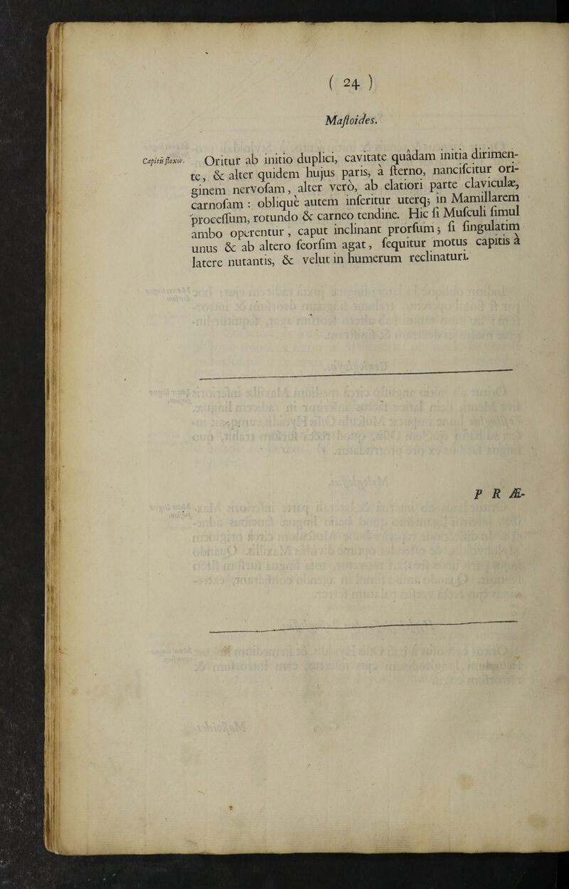 Capitis flexor. T/ Oritur ab initio duplici, cavitate quadam initia dirimen¬ te & alter quidem hujus paris, a llernq, nancifcitur ori- einem nerVofam, alter vero, ab elatiori parte clavicul*, carnofam : oblique autem inferitur uterq; m Mamillarcni 'proceffum, rotundo & carneo tendine. Hic fi Mufculi hmul ambo operentur, caput inclinant prorfum 5 li lingulaam unus & ab altero feorfim agat, fequitur motus capitis A latere nutantis, & velut in humerum reclinaturi. P R M- r
