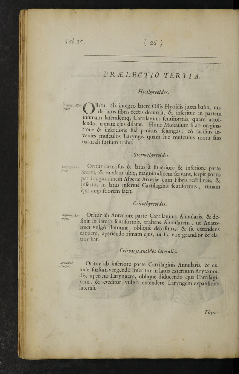 / ( 2^ ) ELECTIO TERTIE.' Hyothyreoides, Laryngis Ele¬ vator. ORitur ab integro latere Offis Hyoidis juxta bafin, un¬ de latus fibris redlis decurrit, & inferitur in partem infimam lateralemq5 Cartilaginis fcutiformis, quam attol¬ lendo, rjmam ejus dilatat. Hunc Mufculum fi ab origina¬ tione 6^ infertione fua penitus fejungas, eb facilius in¬ venies mufcLilos Laryngis, quam hic mufculus motu fuo naturali furfum trahit. Sternothyreoides. Laryngis De~ Oritur carnofus & latus a fuperiore & inferiore parte Steini, & eandem ubiq3 magnitudinem fervans, ferpit porro per longitudinem Afperas Arterk cum Fibris redfilineis, & infertus in latus inferius Cartilaginis fcutiformis, rimam ejus anguffiorem facit. Cricothyreoides. Oritur ab Anteriore parte Cartilaginis Annularis, & de¬ finit in latera fcutiformis, trahens Annularem , ut Anato¬ mici vulgo Ifatuunt , oblique deorfum, & fic extendens eandem, aperiendo rimam ejus, ut fic vox grandior & ela¬ tior hat. Cricoaryt(Znoides lateralis. Claufor. Oritur ab inferiore parte Cartilaginis Annularis, & ex¬ inde furfum vergendo inferitur in latus externum Arytaenoi- dis, aperiens Laryngem, oblique diducendo ejus Cartilagi¬ nem , & creditur vulgo extendere Laryngem expanfione laterali. Thyre-