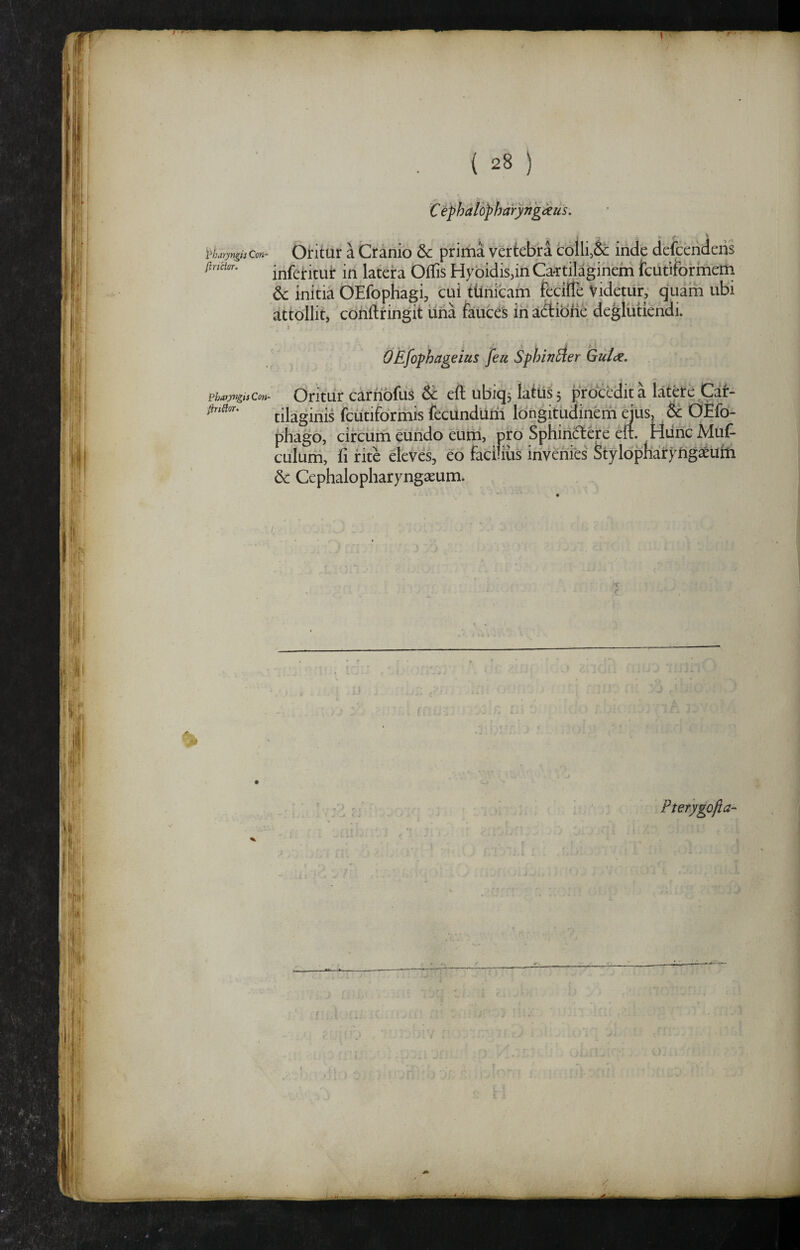X^haryngii Cm~ firictor. Fharyngtj Cm- fiuHor. . { 28 ) CefhdibpharyngMs. I ; I. .V Oritur a Cranio & prima vertebra colli,& iride defcenderis inferitui: in latera OfTis HfbidisdnCartilaginein tcutiformem 6c initia OEfophagi, cui ttiriicafn feciffe Videtur, quarn ubi attollit, coriftringit liria fauces in actione degliitiendi. OEfophageius [ea Sphincter Gu/c^, Oritur carriofus & eft ubiqj latus 5 procedit a latere Caf- tilagirils fcutifdrmis fccUndurii longitudineiri qus, 6c Otfd^ pharid, circum eiirido eurii, pro Sphiildtere erf. Miinc Muf- phagd, circum eunao eum, pro ppnineccrc cu. nuuc xviui- culuni, iii rite eleves, eo facilius invenies StylopnaryngaeUili dc Cephalopharyngaeum. Fterygofta-