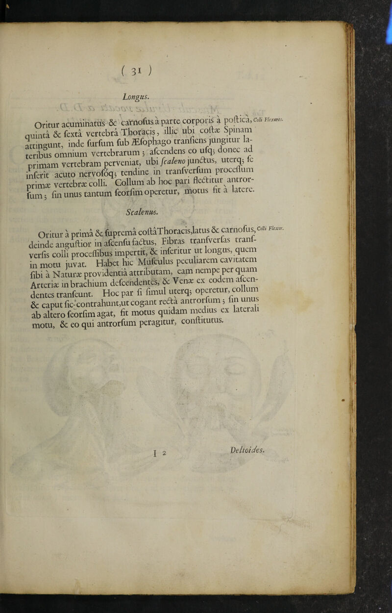 sr.i Longus. ''■•i'' V ’ Oritur acuminatus ■& 'caVnofus a parte corporis a poftica, c.//, f/.»». auinta & fexta vertebra Thoracis, illic ubi coft* Spinam attinaunt, inde furfum fub iEfophago tranfiens ,ungitur la¬ teribus omnium vertebrarum ; afcendens eo ufq; donec ad primam vertebram perveniat, ubi fcakno junftus, uterq; Ic iSerit acuto nervofdq; tendine in tranfverfum proceffum prim^ vertebra: colli. Collum ab hoc pari fleftimr antror- fum; fin unus tantum feorfim operetur, motus fit a latere. Scalenus. Oritur a prima 6c fuprema coftdThoracklatus 6e carnofus « f/«., deinde anguftior in afcenfufadus. Fibras tranfverfiis tranf- verfis colli proceflibus impertit, & infentur ut longus, quem in motu juvat. Habet hic Mdfculus peculiarem cavitatem fibi a Naturx providentia attributam, eam nempe per quam Arteriae in brachium defcehdentes, & Venae ex eodem afcen- dentes tranfeunt. Hoc par fi fimul uterq; & caput fic contrahunt,ut cogant redta antrorfum; fin unu ab altero feorfim agat, fit motus quidam nudius ex laterali motu, & eo qui antrorfum peragitur, conltitutus. I 2 Ve It oi des.