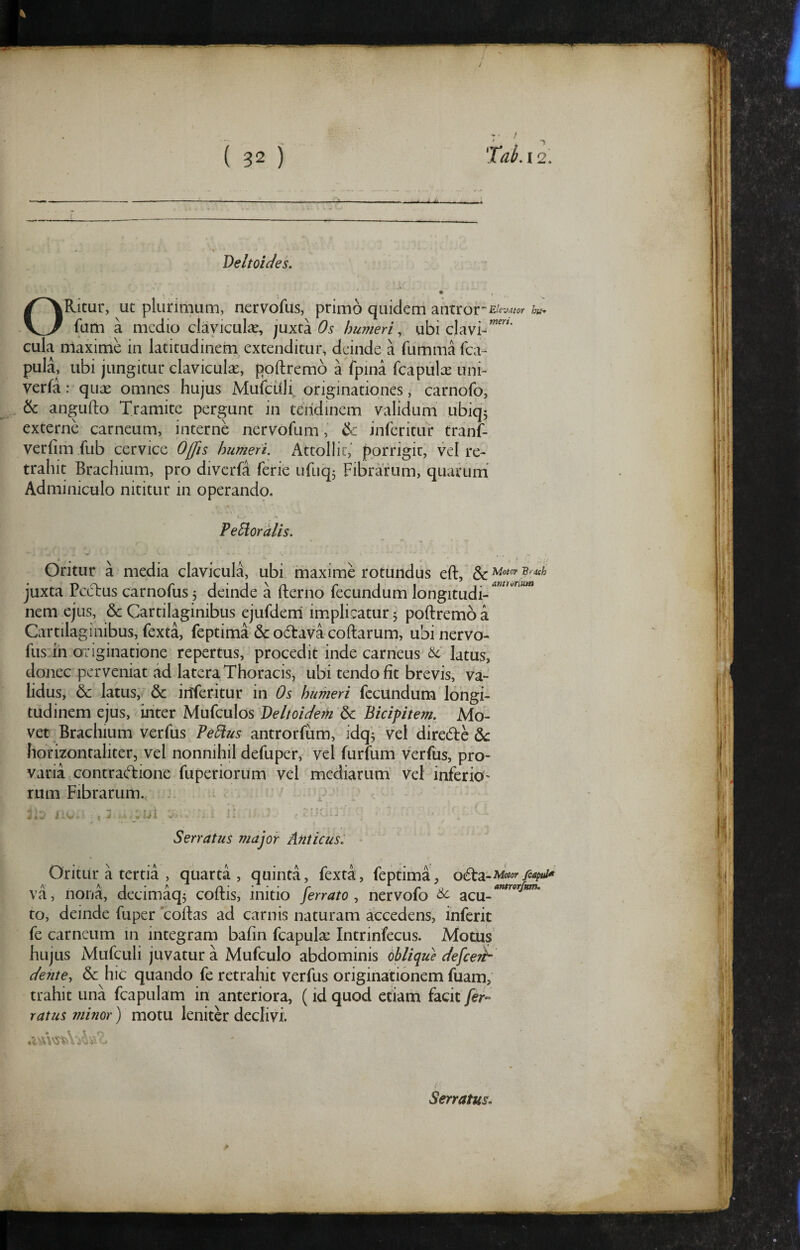 ( 02 j ‘Taki2. ' —• ■ ' ---- ' ~ ■ I ■■ I ■ ■ ■—I Deltoicies. ORitur, ut plurimum, nervofus, primo quidem antror-£/^^;?^c>r hu^ (um a medio claviculae, juxta Os humeri, ubi clavi-'”'' cula maxime in latitudinem extenditur, deinde a fumma fca- pula, ubi jungitur claviculx, poftremb a fpina fcapulce uni- verfa: quae omnes hujus Mufculi, originationes, carnofo, & angufto Tramite pergunt in tendinem validum' ubiqj externe carneum, interne nervofum, & inferitur tranf- verfim fub cervice Offis humeri. Attollit, porrigit, vel re¬ trahit Brachium, pro diverfa ferie ufiiq^ Fibrarum, quarum' Adminiculo nititur in operando. PeEioralis. Oritur a media clavicula, ubi maxime rotundus eft, ^'Momirich juxta Peclus carnofus, deinde a fterno fecundum longitudi- nem ejus, & Cartilaginibus ejufderri implicatur 3 poftremo a Cartilaginibus, fexta, feptima & odava coftarum, ubinerVo- fus-ih originatione repertus, procedit inde carneus & latus, donec perveniat ad latera Thoracis, ubi tendo fit brevis, va¬ lidus, & latus, & inferitur in Os humeri fecundum longi¬ tudinem ejus, inter Mufculos Veltoiderii 6c Bicipitem. Mo¬ vet Brachium verfus Pe^us antrorfiim, idq^ vel diredfe dc horizontaliter, vel nonnihil defuper, vel furfum verfus, pro- varia contracTione fuperiorum vel mediarum’ Vel inferiO’ rum Fibrarum., . ;i ' :, j ■ j. ui e '‘ ' -r Serratus major Anticus: ■ Oritur a tertia , quarta, quinta, fexta, feptima, o^a-triotor fiapui^ va, nona, decimaq5 coftis, initio ferrato, nervofo ^ acu-''”*'^'^^*'”’ to, deinde fuper coftas ad carnis naturam accedens, inferit fe carneum in integram bafin fcapula: Intrinfecus. Motus hujus Mufculi juvatur a Mufculo abdominis oblique defccnh dente, 6c hic quando fe retrahit verfus originationem fuam, trahit una fcapulam in anteriora, (idquod etiam £adt fer¬ ratus minor) motu leniter declivi. Serratus.