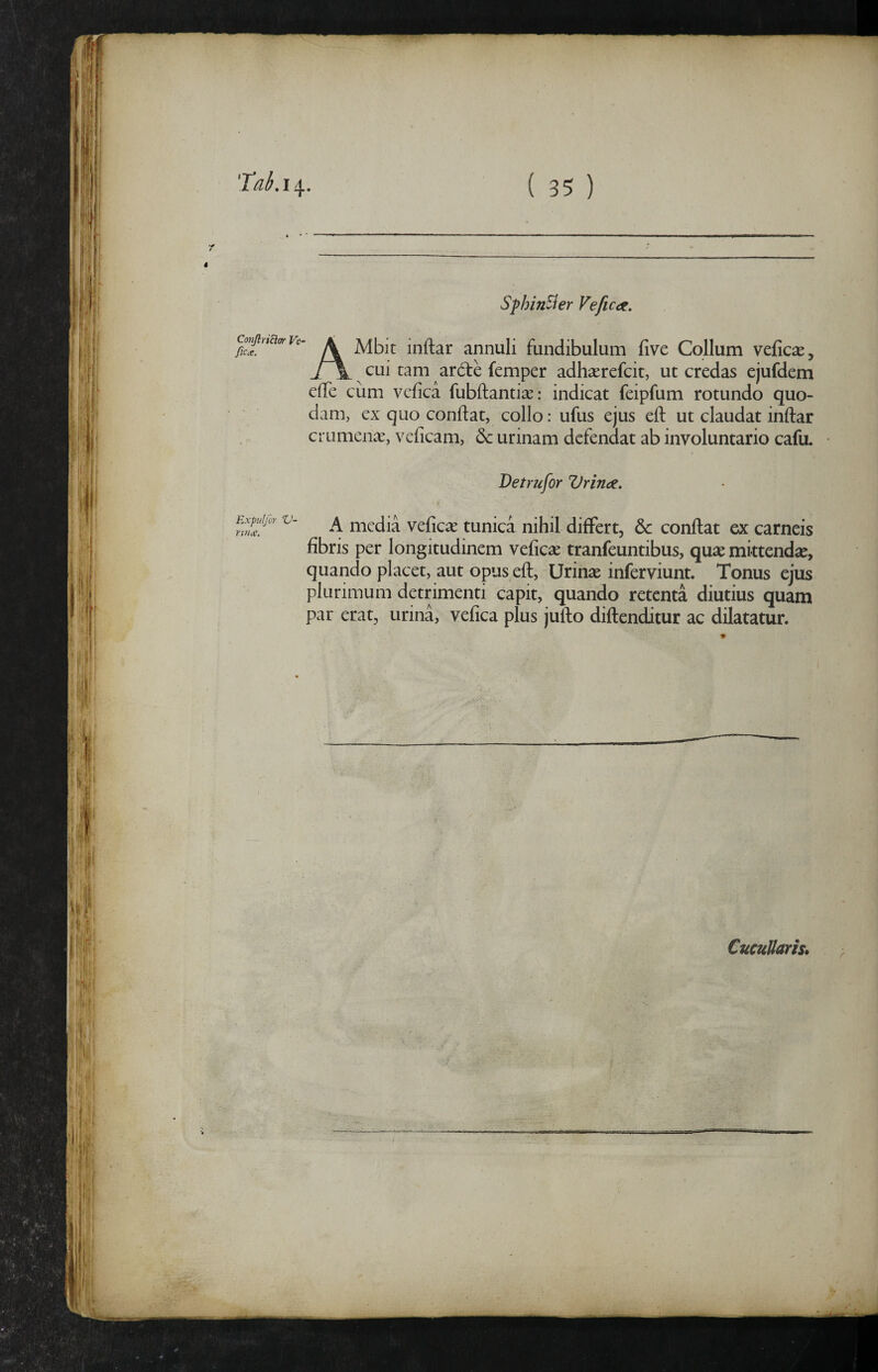 'Td. 14. ( 35 ) SphinSier Vefic<t. ConJiriSler Ve- flCit. A Mbit inftar annuli fundibulum five Collum vefic^e, cui tam ardte femper adhaerefcit, ut credas ejufdem elTe ciim vcfica fubftantiae: indicat feipfum rotundo quo¬ dam, ex quo conflat, collo: ufus ejus efl ut claudat inflar crumena, veficam, & urinam defendat ab involuntario cafu. Detrufor Vrinc^, A media vefic^e tunica nihil differt, & conflat ex carneis fibris per longitudinem veficae tranfeuntibus, quse mittendas, quando placet, aut opus efl. Urinas inferviunt. Tonus ejus plurimum detrimenti capit, quando retenta diutius quam par erat, urina, vefica plus juflo diftenditur ac dilatatur. CucuUaris, I