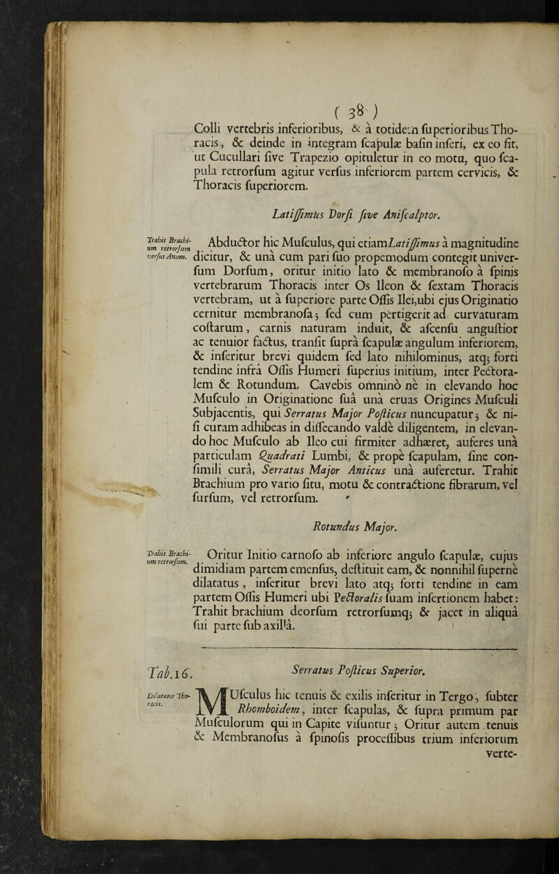 ( 3^ ) Colli vertebris inferioribus, & a totidein fu perior ibus Tho¬ racis , & deinde in integram fcaf)ul2E bafin inferi, ex eo fit, ut Cucullari five Trapezio opituletur in eo motu, quo fca- pLila retrorfum agitur verfus inferiorem partem cervicis, Thoracis fuperiorem. Latijjimus Derfi five Anifcalpor, fmnmrjum Abduc^or hic Mufculus, qui ctmnLatiffimus a magnitudine verfus Anum, dicitur, & una cum pari fuo propemodum contegit univer- fum Dorfum, oritur initio lato & mcmbranofo a fpinis vertebrarum Thoracis inter Os Ileon & fextam Thoracis vertebram, ut a fuperiore parte Offis Ilei,ubi cius Originatio cernitur membranofa, fed cum pertigeritacl curvaturam codarum, carnis naturam induit, & afccnfu anguftior ac tenuior fad:us, tranfit fupra fcapulas angulum inferiorem, & inferitur brevi quidem fed lato nihilominus, atqj forti tendine infra Offis Humeri fuperius initium, inter Pectora¬ lem 6c Rotundum. Cavebis omnino ne in elevando hoc Mufculo in Originatione fua una eruas Origines Mufculi Subjacentis, q\xi Serratus Major Po/iicus nuncupatur ^ & ni- fi curam adhibeas in dilfecando Valde diligentem, in elevan¬ do hoc Mufculo ab Ileo cui firmiter adhaeret, auferes una particulam Quadrati Lumbi, & prope fcapulam, fine con- fimili cura, Serratus Major Anticus una auferetur. Trahit Brachium pro vario fitu, motu & contraCtione fibrarum, vel fur fum, vel retrorfum. Rotundus Major, Trahit Brachi¬ um retrorfum. Oritur Initio carnofo ab inferiore angulo fcapulae, cujus dimidiam partem emenfus, deftituit eam, & nonnihil fuperne dilatatus, inferitur brevi lato atqj forti tendine in eam partem Offis Humeri ubi l^e6loralis{u2im infertionem habet: Trahit brachium deorfum retrorfumqj &■ jacet in aliqua fui parte fub axiPa. < • Taki6. Serratus Poflicus Superior» Dilatator Thtr- rucis. Mufculus hic tenuis dc exilis inferitur in Tergo , fubter Rhomboidem^ inter fcapulas, & fupra pnmum par Mufculorum qui in Capite vifuntur 5 Oritur autem tenuis & Membranofus a fpinofis proceffibus trium inferiorum verte-