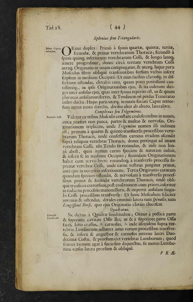 Sf lenius five Triangularis. Motor Capitts retrorfum. Bxtettfor Colli. Extcnfor Lurnburnm- ORitur duplex: Primo a fpinis quartae, quintae, tertia, fecundae, & primae vertebrarum Thoracis, fecundb a fpinis quinqj inferiorum vertebrarum Colli, & longo latoq5 itinere progreditur, donec circa, tertiam vertebram Colli utraq^ Originatio in unam compingatur, & uterq^ hujus paris Mufculus fibris oblique tranfeuntibus furfum vedus inferie feipfum in medium Occipitii: Ut eum facilius clariufqj in dif- feCtione oflendas, elevabis eum, quam potes peritifTime cau- tiflimeqj, in ipfis Originationibus ejus, & ita cultrum diri¬ ges inter anfulas ejus, quas inter fpinas reperire eft, ut & quam plurimas anfularum ferves, & Tendinem ne perdas Temerario cultri dud:u: Hujus paris uterq^ in motu fociati Caput retror¬ fum agunt motu diredo, divifus alter ab altero, lateraliter. Complexus feu Trigeminus. Videtur ex tribus Mufculis conflare coalefcentibus in unum^ initia prsefert non pauca, partes 6c multas'6c nervofas. Ori¬ ginationem triplicem, unde Trigemino nomen illi inditum cfl 5 primam a quarto Se quinto tranfuerfis proceflibus verte¬ brarum Thoracis, unde confeflim carneus evadens afeendit fupra reliquas vertebras Thoracis, donec pertingat ad iiliam vertebram Colli, ubi Tendo fit cotundus, & inde non lon¬ ge abeft, quin iterum carnis fpeciem & naturam induit^ inferit fe in medium Occipitii 3 fecundam Originationem habet cum nervo brevi rotundoq3 a tranfverfo proceffu fu- prema: vertebra: Colli, unde carne veflitus jungitur primae, ante ejus in occipitio infertionem5 Tertia Originatio carneam quandam fpeciem oflendit, 6c nervofam a tranfverfis ^rocef- fibus primx & fecundae vertebrarum Thoracis, unde obli¬ que tranfiens extrorfum,poft coalitionem cum priore,inferitur in radicem procefsiis mammillaris, & impertit anfulam fingu- lis Colli procclhbus tranfverfis: Ut huncMufculum feliciter invenias & offendas, divides omnino latera tum {pinalis, tum hongijjinii Dorfi, quo ejus Originatio clarius elucefcat. Quadratus. Sic dictus a Quadrae fimilitudine 5 Oritur a poflica parte & fuperiore cavitate Offis Ilei, ut & a fuperiore parte Offis facri, latus cralfus, carnofus, & inde afeendens fupra ver¬ tebras Lumborum adhaeret intus eorum proceflibus tranfver- fis, & inferit fe anguftior & carnofus interno lateri Duo- decimee Coft^, & prorfum ciet vertebras Lumborum 3 quod fi unus tantum agat a focio fuo disjundlus, fit motus Lumbo¬ rum verfus latera prorfum & oblique. r 1 ¥ K Mr