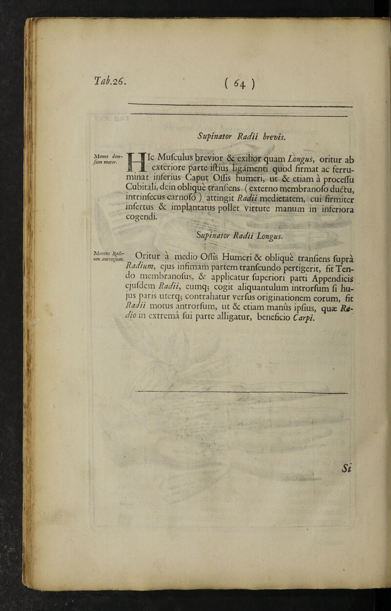 Tak26. Manus deor- fum motor. Movens Badi¬ um antrorjum. ( H ) Supinator Radii brevis. Hic Mufculus brevior, &7|;3cilior quam Longus,- oritur ab exteriore parte iftius liglirienti t^^^^ firmat ac ferru¬ minat inferius Caput Qflis liurneri, ut. & etiam a procefTu Cubitali, dem oblique tranfiens (externo membranofo dudu, intrinfecus carnofo ) attingit Radii medietatem, ^cui firmiter infertus & implantatus pollet'^virtute manum in inferiora cogendi. ' ~ / .. ^ . t ■ Supinator Radii Longus. Oritur a medio Offis Humeri & oblique tranfiens fupra Radium, ejus infimam partem tranfeundo pertigerit, fit Ten¬ do membranofus, applicatur fuperiori parti Appendicia ejufdem Radii, eumqj cogit aliquantulum introrfum fi hu¬ jus paiis uterqj contrahatur verfus originationem eorum, fit Radii motus antrorfum, ut 6c etiam manus ipfius, quse Rd- dio in extrema fui parte alligatur, beneficio Carpi.