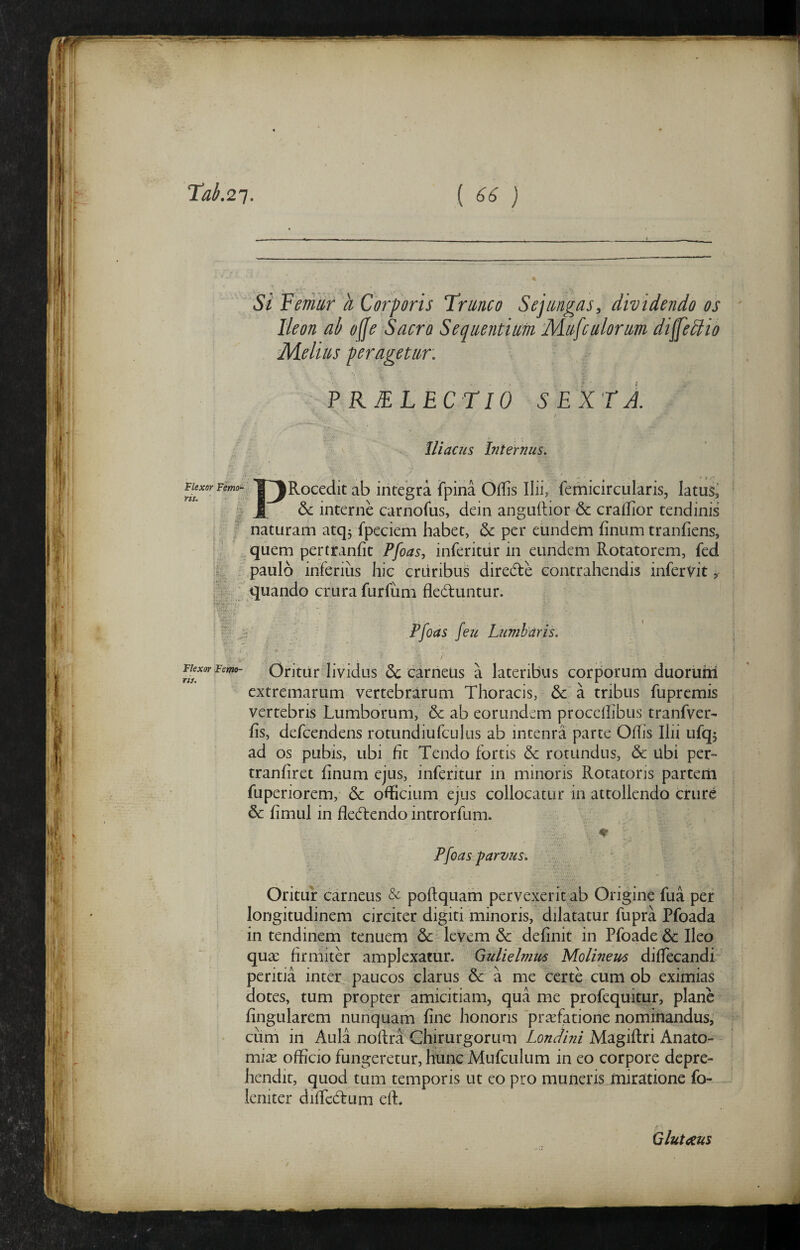 Si Veniar h Corporis Tranco Sejanp^as, dividendo os Melius peragetur. ? KELECriO SEXTA / Iliaais Internus. Flexor Femo¬ ris. Piatus; 6c interne carnofus, dein anguilior & craflior tendinis naturam atq3 fpeciem habet, & per eundein finum tranfiens, quem pertranfit Pfoas, inferitiir in eundem Rotatorem, fed paulo inferius hic cruribus diredte contrahendis infervit, quando crura furfum deduntur. Pfoas feu Lumbaris. Oritur lividus Sc carneUs a lateribus corporum duorum extremarum vertebrarum Thoracis, a tribus fupremis vertebris Lumborum, 6c ab eorundem procellibus tranfver- Flexor Femo¬ ris. fis, defcendens rotundiufculus ab mtenra parte Offis Ilii ufqj ad os pubis, ubi fit Tendo fortis & rotundus, & ubi per- tranfiret finum ejus, inferitur in minoris Rotatoris parterii fuperiorem, & officium ejus collocatur in attollendo crure & fimul in fledendo introrfum. Pfoas parvus. Oritur carneus & poflquam pervexerit ab Origine fua per longitudinem circiter digiti minoris, dilatatur fupra Pfoada in tendinem tenuem & levem & definit in Pfoade & Ileo quae firmiter amplexatur. Gulielmm Molineus difiecandi peritia inter paucos clarus & a me certe cum ob eximias dotes, tum propter amicitiam, qua me profequitur, plane fingularem nunquam fine honoris ‘praefatione nominandus, cum in Aula noftra Chirurgorum Lonfhii Magiftri Anato- miae officio fungeretur, hunc Mufculum in eo corpore depre¬ hendit, quod tum temporis ut eo pro muneris miratione fo- kniter diffcdum elL Qluta^us