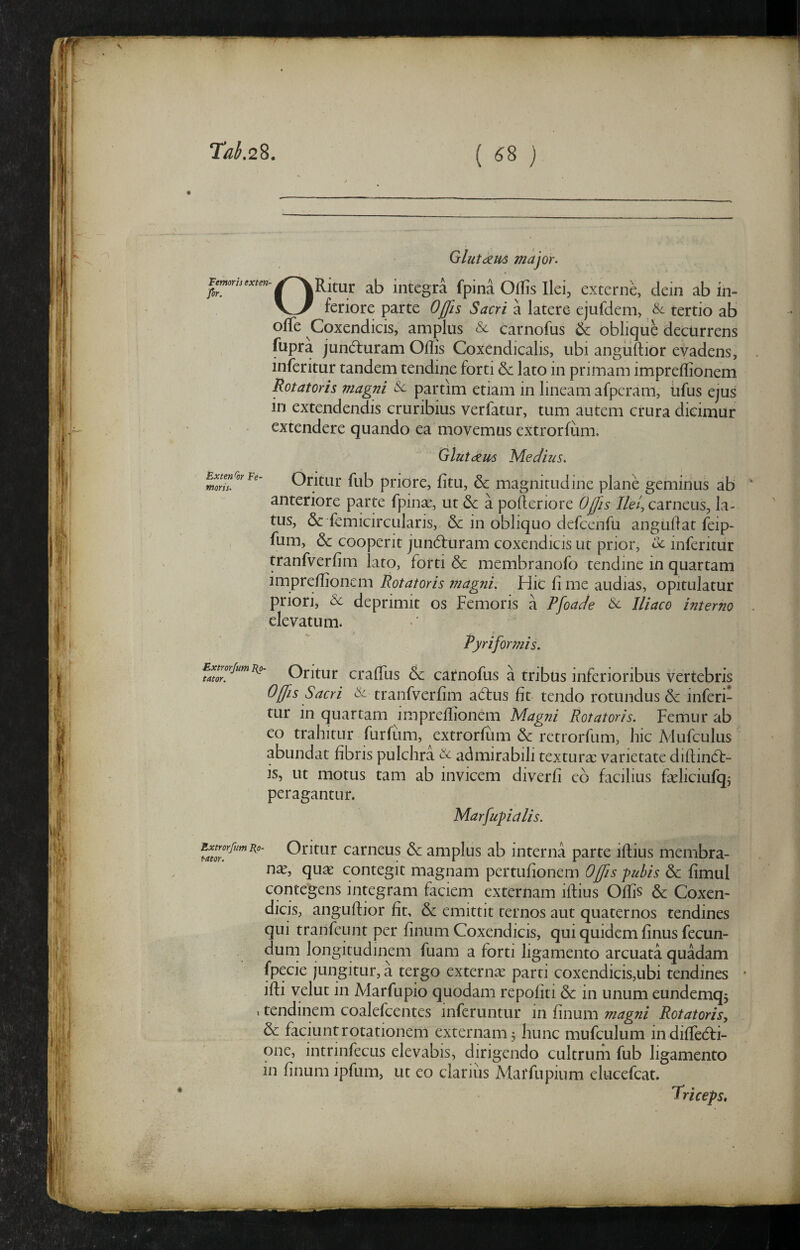 ( ^8 ) Femoris exten- for. Glutam major. ORitur ab integra fpina Offis Ilei, externe, dein ab in¬ feriore parte Oj/Is Sacri a latere ejufdem, & tertio ab offe Coxendicis, amplus & carnofus 6c oblique decurrens fupra jundluram Oflis Coxendicalis, ubi angiiftior evadens, inferitur tandem tendine forti 6c lato in primam impreffionem Rotatoris magni & partim etiam in lineam afpcram, ufus ejus in extendendis cruribius verfatur, tum autem crura dicimur extendere quando ea movemus extrorfiim. f, ■ Gluteam Mec/ius. ExteMrgrFe- Oritur fub ptiorc, fitu, & magnitudine plane geminus ab anteriore parte fpinx, ut 6c a pofieriore Ojfis Ilei, carneus, la¬ tus, & femicircularis, & in obliquo defcenfu angufiat feip- fum, & cooperit jun6furam coxendicis ut prior, oe inferitur tranfverfim lato, forti & membranofo tendine in quartam imprcifioncm Rotatoris magni. Hic fi me audias, opitulatur priori, & deprimit os Femoris a Tfoade & Iliaco interno elevatum. Pyriformis. Extmjum^o- Qritur crafTus & carnofus a tribus inferioribus vertebris Offis Sacri tranfverfim adius fit tendo rotundus & inferi¬ tur in quartam impreflionem Magni Rotatoris. Femur ab eo trahitur furfum, extrorfum & retrorfum, hic Mufculus abundat fibris pulchra admirabili textura: varietate diflind:- is, ut motus tam ab invicem diverfi eb facilius fieliciufqj peragantur. Marfuyicllis. jLxtrorfumKo- Otitut catiieus & amplus ab interna parte iflius membra¬ na, quae contegit magnam pertufionem Offis pubis 6c fimul contegens integram faciem externam iflius Offis & Coxen¬ dicis, anguflior fit, & emittit ternos aut quaternos tendines qui tranfeunt per finum Coxendicis, qui quidem finus fecun¬ dum longitudinem fuam a forti ligamento arcuata quadam fpecie jungitur, a tergo externae parti coxendicis,ubi tendines ifli velut in Marfupio quodam repofiti & in unum eundemq5 , tendinem coalefcentes inferuntur in finum magni Rotatoris, dc faciuntrotationem externam 5 hunc mufculum indifTedli- one, intrinfecLis elevabis, dirigendo cultrum fub ligamento in finum ipfum, ut eo clarius Alarfupium elucefcat. Triceps» ir>