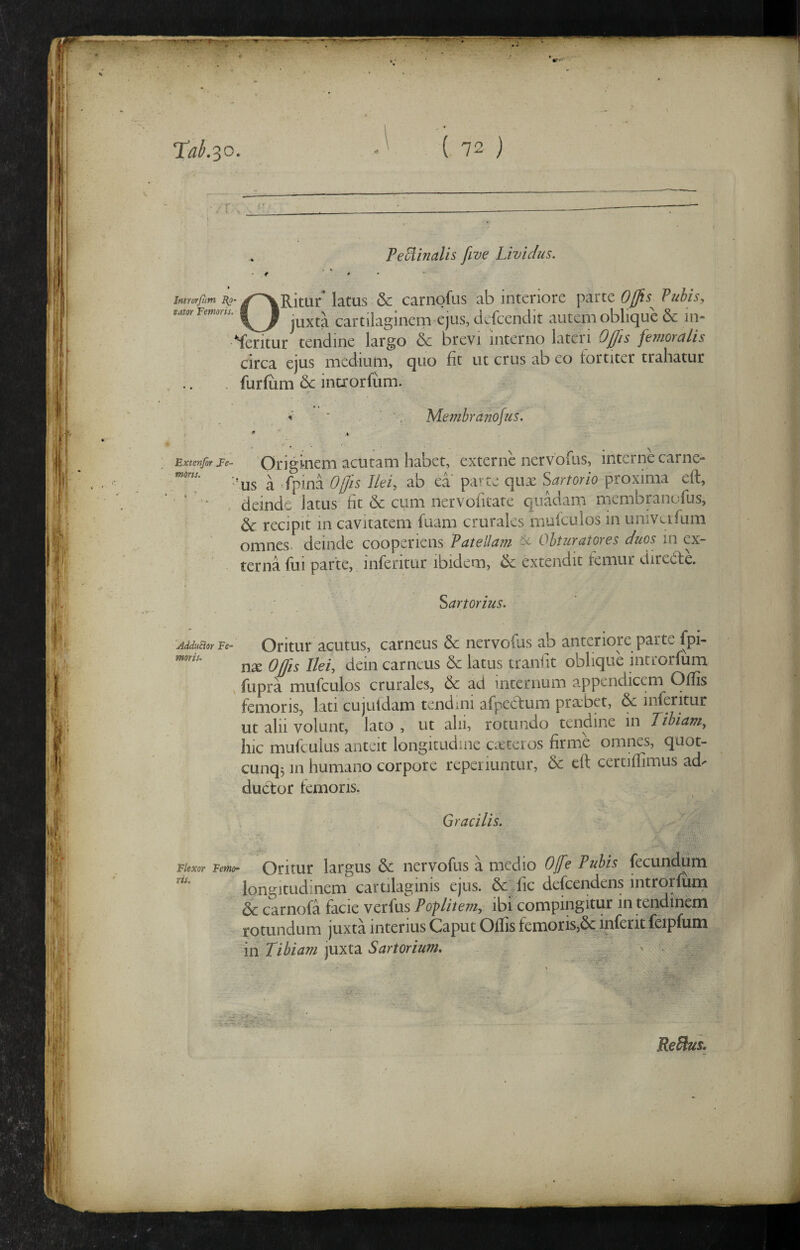 .'f i'. ••I h Feminalis feve Lividus. ORitu/ latus & carnofus ab interiore parte Offls^ juxta cartilaginem ejus, dcfcendit autem oblique Pubis, lue & in- |W«jrxvyi. j. “ 7 - -f > ^ J| Yeritur tendine largo & brevi interno lateri Offis femoralis circa ejus medium, quo fit ut crus ab eo fortiter trahatur furlum 6c introrlum. Membranofus. Extenjor JFe- Originem acutam habet, externe nervofus, interne carne- ‘'us a fpina Offis Ilei, ab ea pa-te qiix Sartorio proxima eft, * - deinde latus fit & ciim nervofitate quadarn membranofus, & recipit in cavitatem fuam crurales mufculos in univeifum omnes, deinde cooperiens Patellam ^ Ohturatores duos in ex¬ terna fui parte, inferitur ibidem, ^ extendit femur diredfe. Sartorius. AddtiEior Fe- Oritur acutus, carneus & nervofus ab anteriore parte fpi- nx Offiis Ilei, dein carneus bc latus tranfit oblique introrfum , fupra mufculos crurales, & ad internum appendicem Olfis femoris, lati cujuidam tendini afpectum praebet, & inferitur ut alii volunt, lato , ut alii, rotundo tendine in Tibiam, hic mufculus anteit longitudine cxteios firme omnes, quot- cunq3 in humano corpore repeiiuntur, & eff certiffimus ad- dudtor femoris. ; Gracilis. m A. Flexor Femo¬ ris. Oritur largus & nervofus a medio Offie Pubis fecundum longitudinem cartilaginis ejus. &;fic defeendens introrfum & carnofa facie verfus Poplitem, ibi compingitur in tendinem rotundum juxta interius Caput Offis femoris,6cinferit feipfum in Tibiam juxta Sartorium, ^ ReSlus, T\