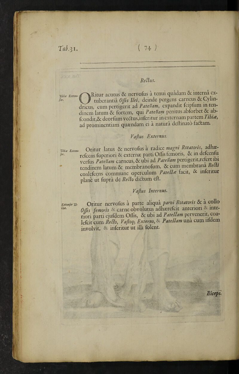 ■ '->7 Re^iiS. Tibu acLitus & nervofus a tenui quadam de interna ex- for. tuberantia Oj^is I/ci, deinde pergens carneus dc Cylin¬ dricus, cum pertigerit ad Fatellam^ expandit feiprum in tem dinem latum & fortem, qui Patellam penitus abforbet & ab- fcondit,&: deorfum vedus,inferitur in externam partem Tibice, ad prominentiam quaendam ei a natura deftinato fadam. Vaflm Externus. tibia (or. Exten- Oritur latus de nervofus a T^dlcc magni Rotatoris, adh^- refcens fuperiori & externae parti OlTis femoris, dc in delcenlu verfus Patellam carneus, & ubi ad Patellam pertigerit,reie^ ibi tendinem latum & membranofum, de cum^ membrana RetU coalefcens commune operculum Patellc^ tacit, de inferitur plane ut fupra de ReEio didum eft. Vaftus Internus. Extenfirv- Oiitur ncrvofus 3 parte aliqua & a collo Olfis femoris & carne obvolutus adhaerefcit anteriori & inte¬ riori parti ejufdem Offis, & ubi ad Patellam pervenerit, coa- lefcit cum RePio, Vaftoq-, Externo, & Patellam una cum iifdem involvit, & inferitur ut illi folent. - I