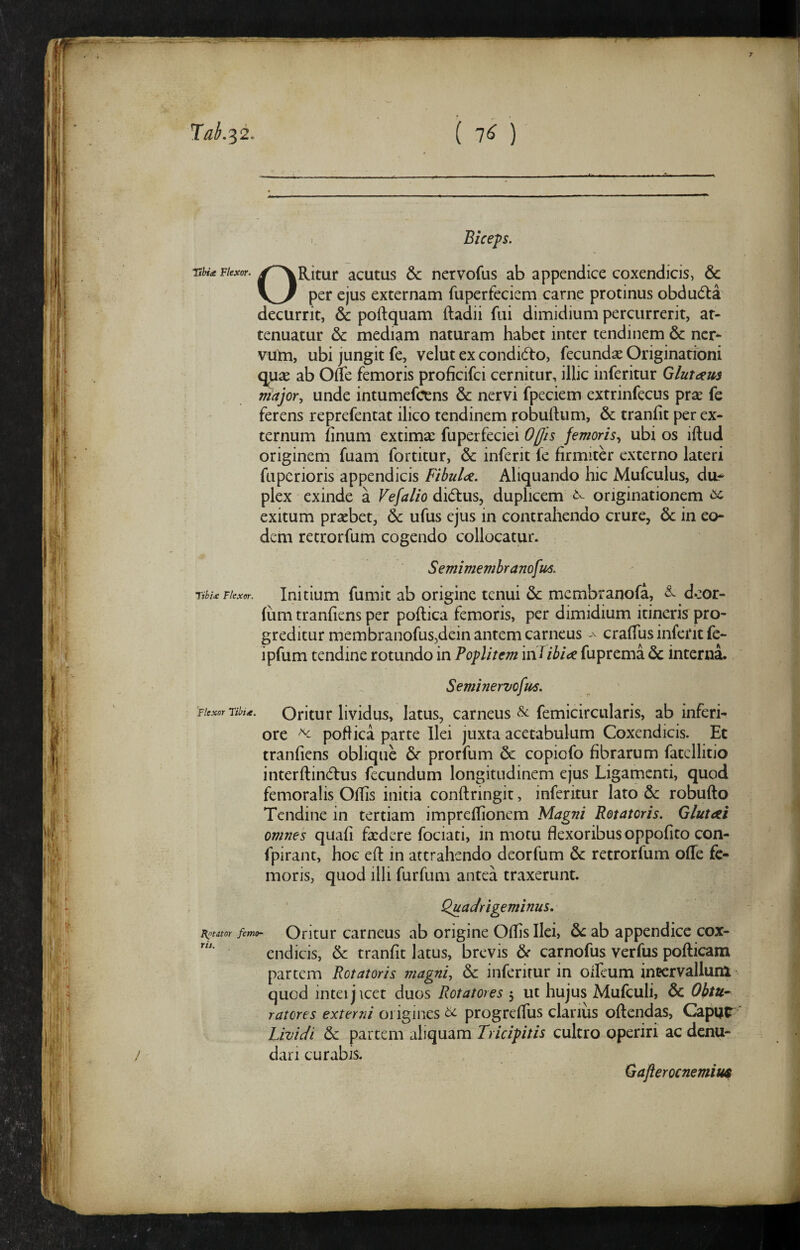 7 TaL^2. l 1^ ) . Biceps. Tibia Flexor. acutus & ncrvofus ab appendice coxendicis, & V_/ per ejus externam fuperfeciem carne protinus obdudla decurrit, & poftquam ftadii fui dimidium percurrerit, at¬ tenuatur & mediam naturam habet inter tendinem & ner- vutn, ubi jungit fe, velut ex condidto, fecundse Originationi ab Ofle femoris proficifci cernitur, illic inferitur Qlutdcm viajor., unde intumefcens & nervi fpeciem extrinfecus prse fe ferens reprefentat ilico tendinem robuftum, & tranfit per ex¬ ternum finum extimae fuperfeciei Offis femoris.^ ubi os iftud originem fuam fortitur, & inferit fe firmiter externo lateri fuperioris appendicis Fibuldc. Aliquando hic Mufculus, du^ plex exinde a Vefalio didtus, duplicem ^ originationem ^ exitum praebet, 6c ufus ejus in contrahendo crure, & in eo¬ dem retrorfum cogendo collocatur. Semimemhranofv/s. Tibia Flexer. Initium fumit ab origine tenui & membranofa, ^ door- fiim tranfiens per poftica femoris, per dimidium itineris pro¬ greditur membranofuSjdein antem carneus - craflus inferit fe- ipfum tendine rotundo in Poplitem inJibitie fuprema & interna. Seminervoftts. Flexor nbia. Otitut lividus, latus, carneus ^ femicircularis, ab inferi¬ ore poflica parte Ilei juxta acetabulum Coxendicis. Et tranfiens oblique dc prorfum &c copiofo fibrarum fatcllitio interftindfus fecundum longitudinem ejus Ligamenti, quod femoralis Offis initia conftringit, inferitur lato &: robufto Tendine in tertiam impreffionem Magni Rotatoris. Glutei omnes quafi fiedere fociati, in motu flexoribus oppofito con- fpirant, hoc efl: in attrahendo deorfum & retrorfum offe fe¬ moris, quod illi furfum antea traxerunt. ' Quadrigeminus. Betitor femo- Oritur carneus ab origine Offis Ilei, ab appendice cox- endicis, & tranfit latus, brevis & carnofus verfus pofticam partem Rotatoris magni, 6c inferitur in Oileum intervallunl quod inteijicet duos Rotatores 5 ut hujus Mufculi, & Obtu^ rames externi origines progreffiis clarius oftendas, Capur Lividi 5c partem aliquam Tricipitis cultro operiri ac denu¬ dari curabis. Gaflerocnemim
