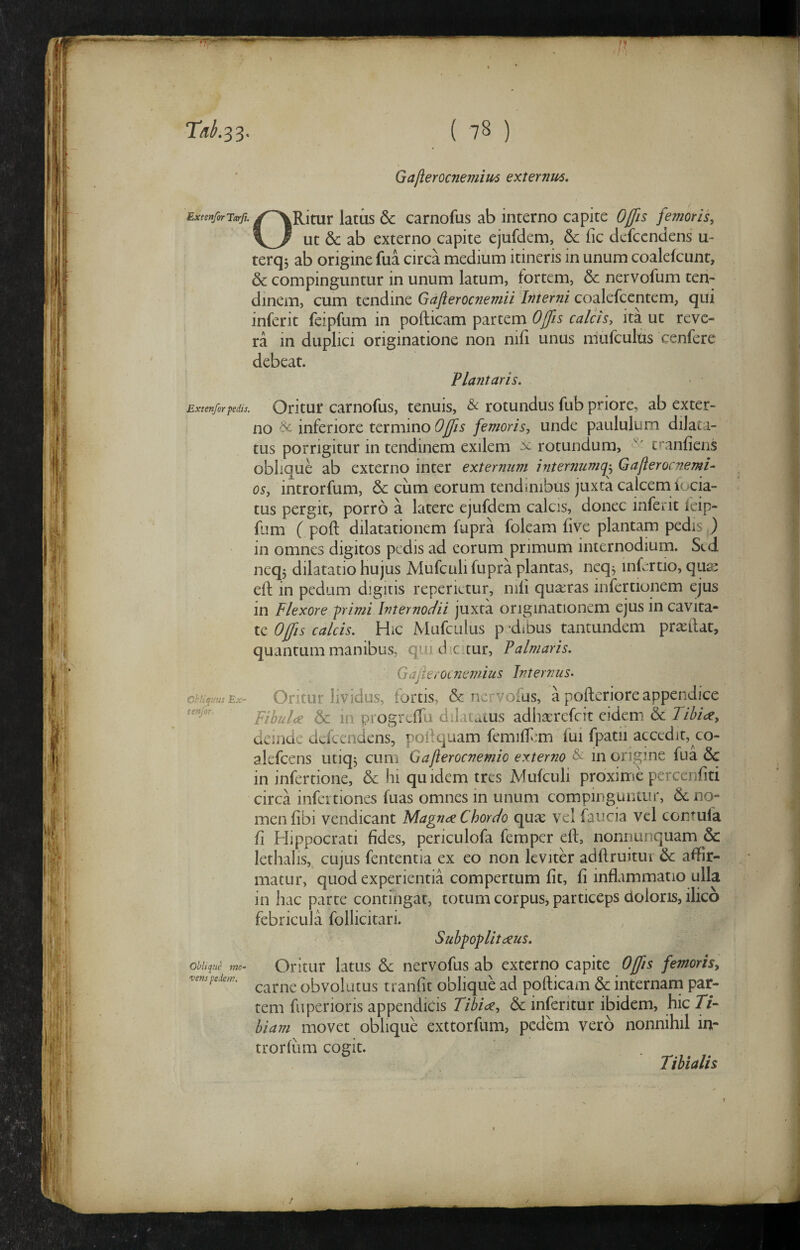 Gafterocnemiu^ externus, ExtenforJarfh if^KkuY latus & carnofus ab interno capite OJ/is femoris, ut & ab externo capite ejufdem, & fic defcendens u- terqj ab origine fua circa medium itineris in unum coalefcunr, & compinguntur in unum latum, fortem, & nervofum ten¬ dinem, cum tendine Gaflerocnemii Interni coalefcentem, qui inferit feipfum in pofticam partem Ojfis calcis, ita uc reve¬ ra in duplici originatione non nifi unus mufculds cenfere debeat. Plantaris. Extenforpedis. Oritut camofus, tenuis, & rotundus fub priore, ab exter¬ no inferiore termino Ojffis femoris, unde paululum dilata¬ tus porrigitur in tendinem exilem ^ rotundum, tranfiens oblique ab externo inter externum internumq^ Gajierocnemi- os, introrfum, & cum eorum tendinibus juxta calcem iocia- tus pergit, porro a latere ejufdem calcis, donec inferit feip¬ fum f poft dilatationem fupra foleam five plantam pedis ) 111 omnes digitos pedis ad eorum primum internodium. Sed neq, dilatatio hujus Mufculi fupra plantas, neq^ inf:rtio, quai eft in pedum digitis reperietur, nili quadras infertionem ejus in Flexore ^rimi Internodii juxta originationem ejus in cavita- tc Offis calcis. Hic Mufciilus p-diDus tantundem pr^ftat, quantum manibus, qui d c,cur, Palmaris. Gajierocnemius Internus, Oritur lividus, fortis, & nervofus, a polleriore appendice Fibulce 6c in progrclfu dilat^ttus adhacrefeit eidem & Tibice, deinde defcendens, pollquam femilfim fui fpatii accedit, co- alefcens utiq^ cum Gaflerocnemio externo & in origine fua in infertione, & hi quidem tres Mufculi proxime percenfiti circa infertiones fuas omnes in unum compinguntur, & no¬ men fibi vendicant Magnae Chordo quae vel faucia vel contufa fi Hippocrati fides, periculofa femper eft, nonnunquam & lethalis, cujus fententia ex eo non leviter adftruitui &: affir¬ matur, quod experientia compertum fit, fi inflammatio ulla in hac parte contingat, totum corpus, particeps doloris, ilico febricula follicitari. Subpoplitaeus. Oritur latus dc nervofus ab externo capite Offis femoris, carne obvolutus tranfit oblique ad pofticam & internam par¬ tem fuperioris appendicis Tibi<^, &c inferitur ibidem, hic Ti¬ biam movet oblique exttorfiim, pedem vero nonnihil in¬ trorfum cogit. Tibialis Ohliquus Ex' tmfor. Oblique mo¬ vens pedem.